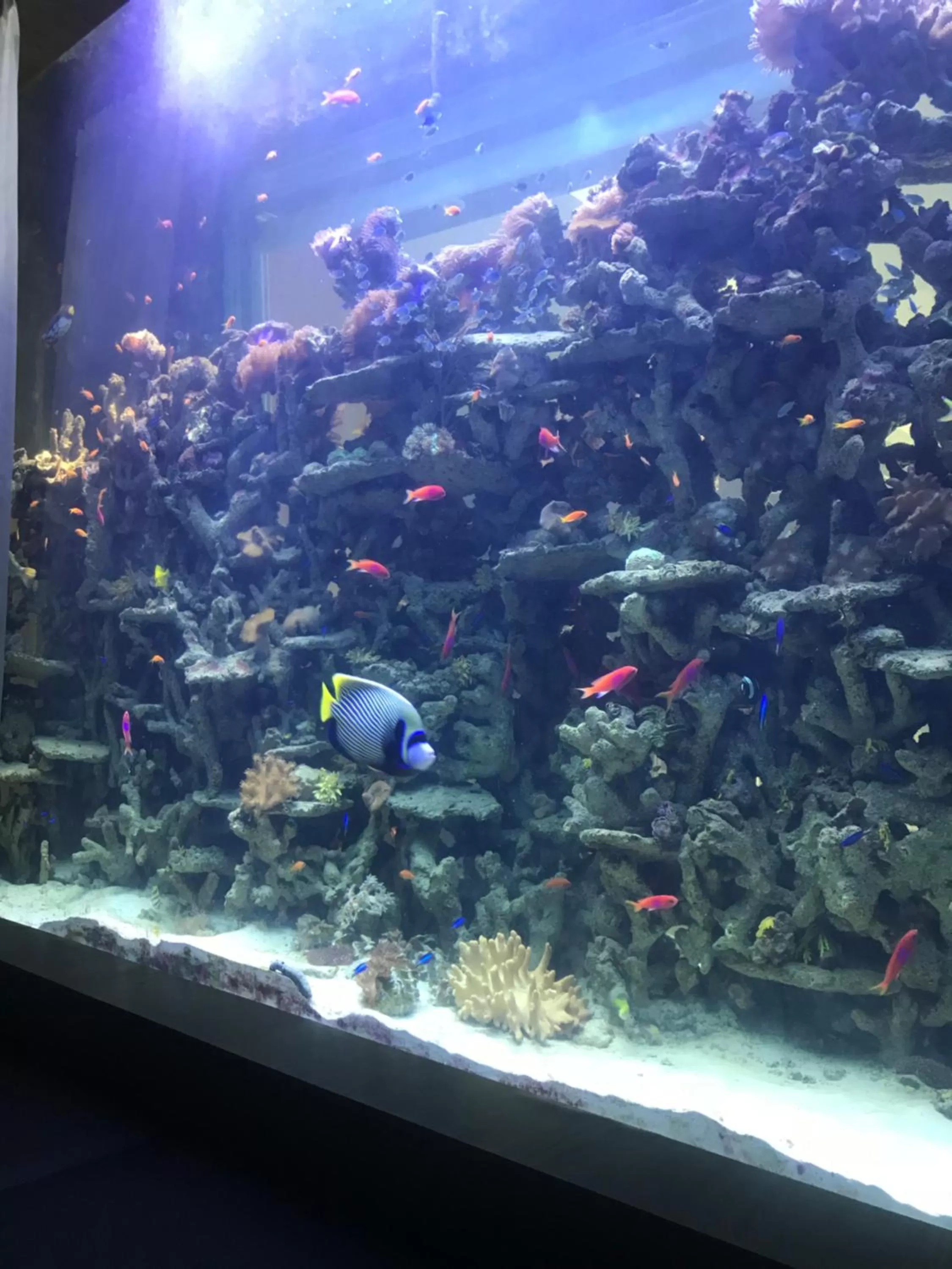 Animals in V20 Boutique Jacuzzi Hotel