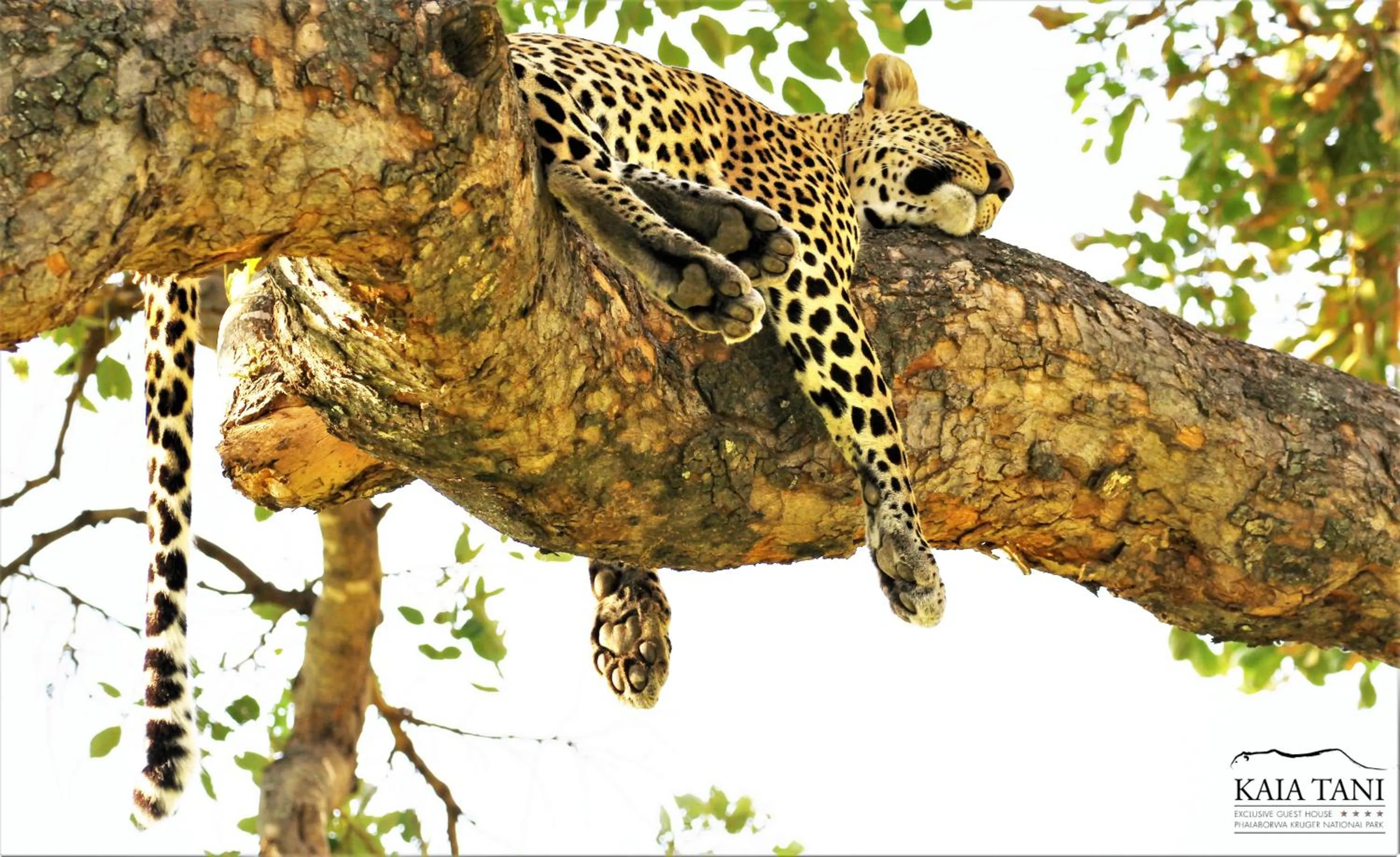 Animals in Kaia Tani Exclusive Guesthouse