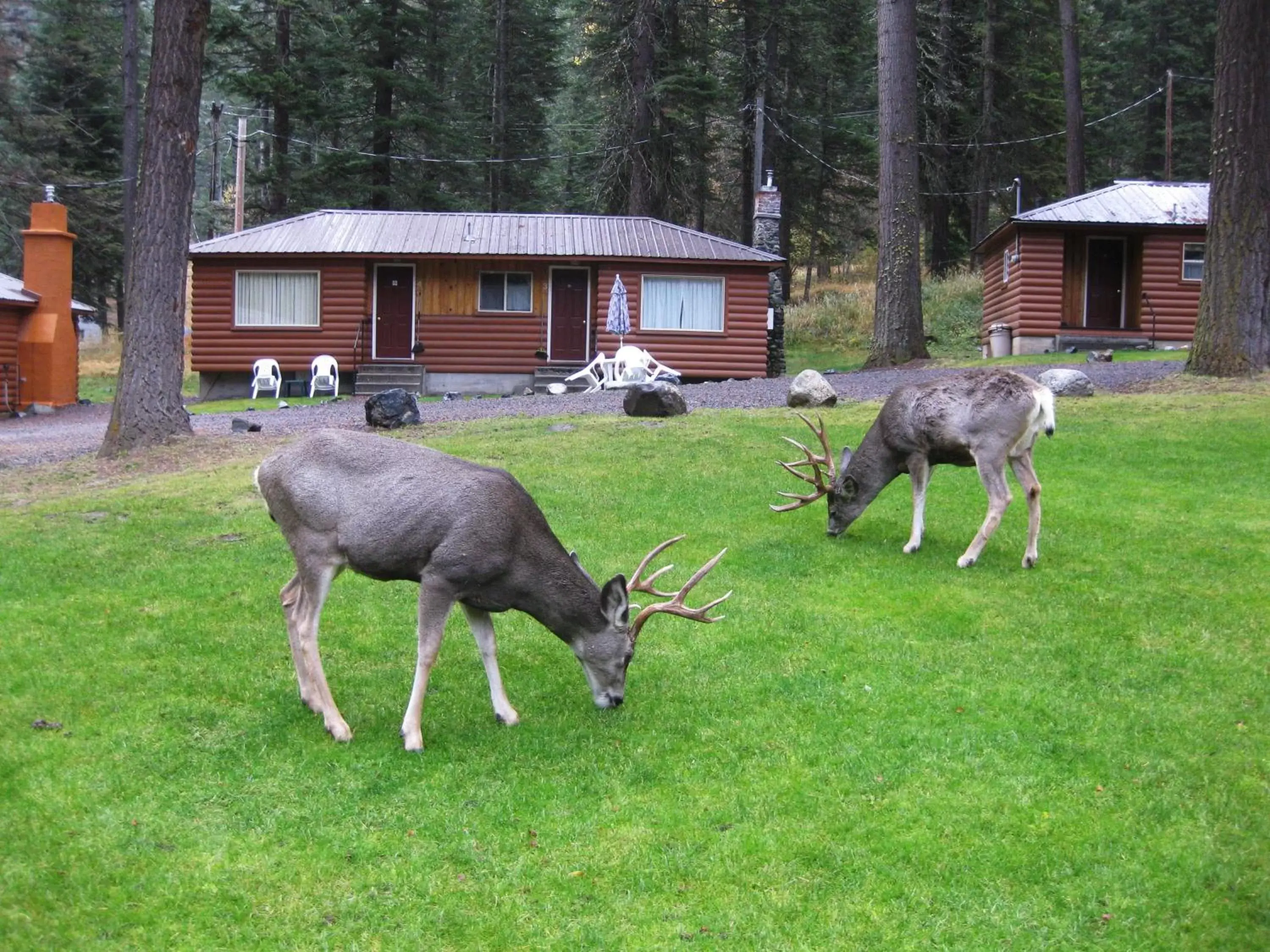 View (from property/room), Other Animals in Eagle Cap Chalets