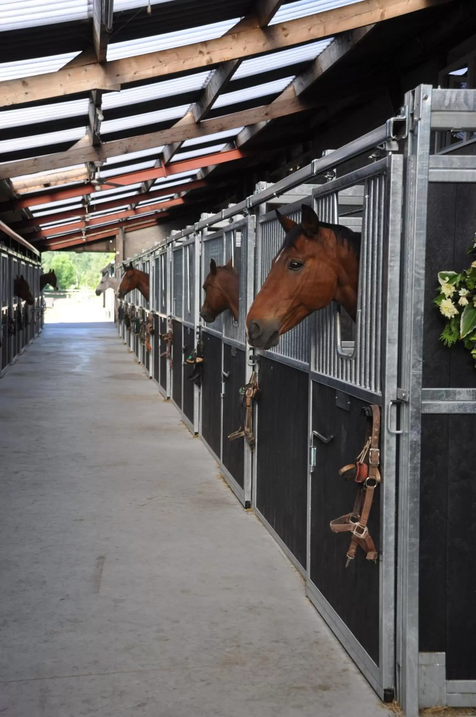 Horse-riding in B&B de Rekkendonken