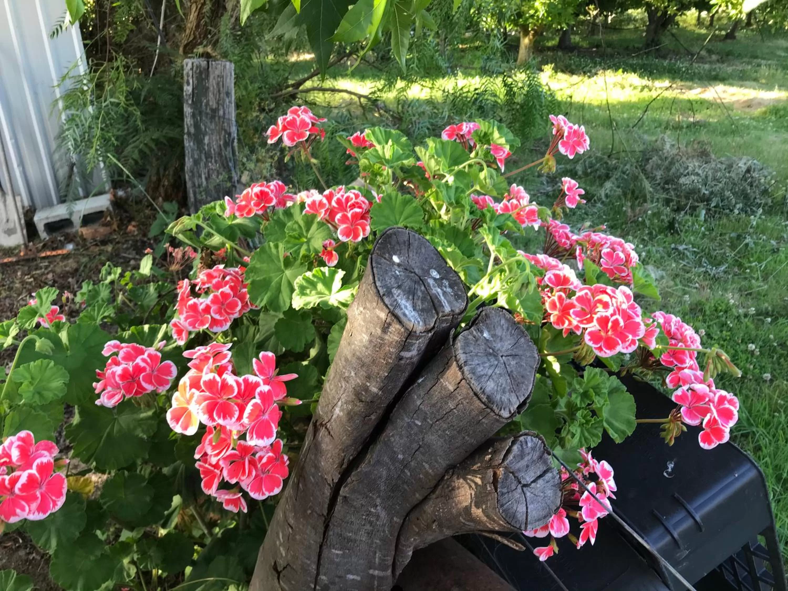 Hillside Bed and Breakfast