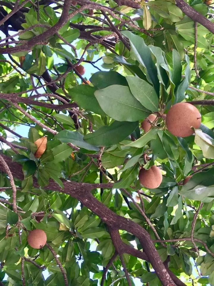 Other Animals in Hotel Jardim