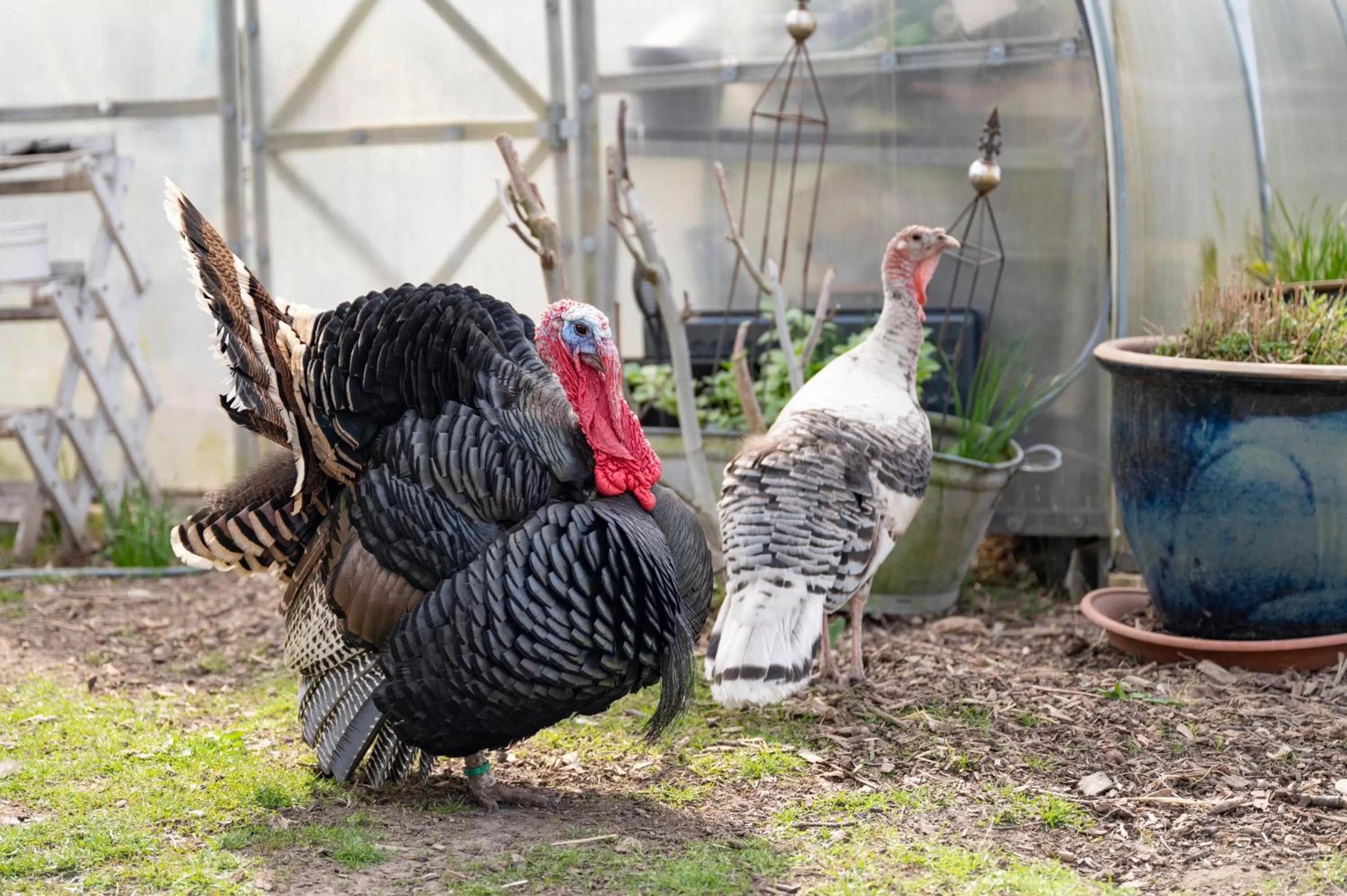Pets in Skortskær Bondegårdsferie