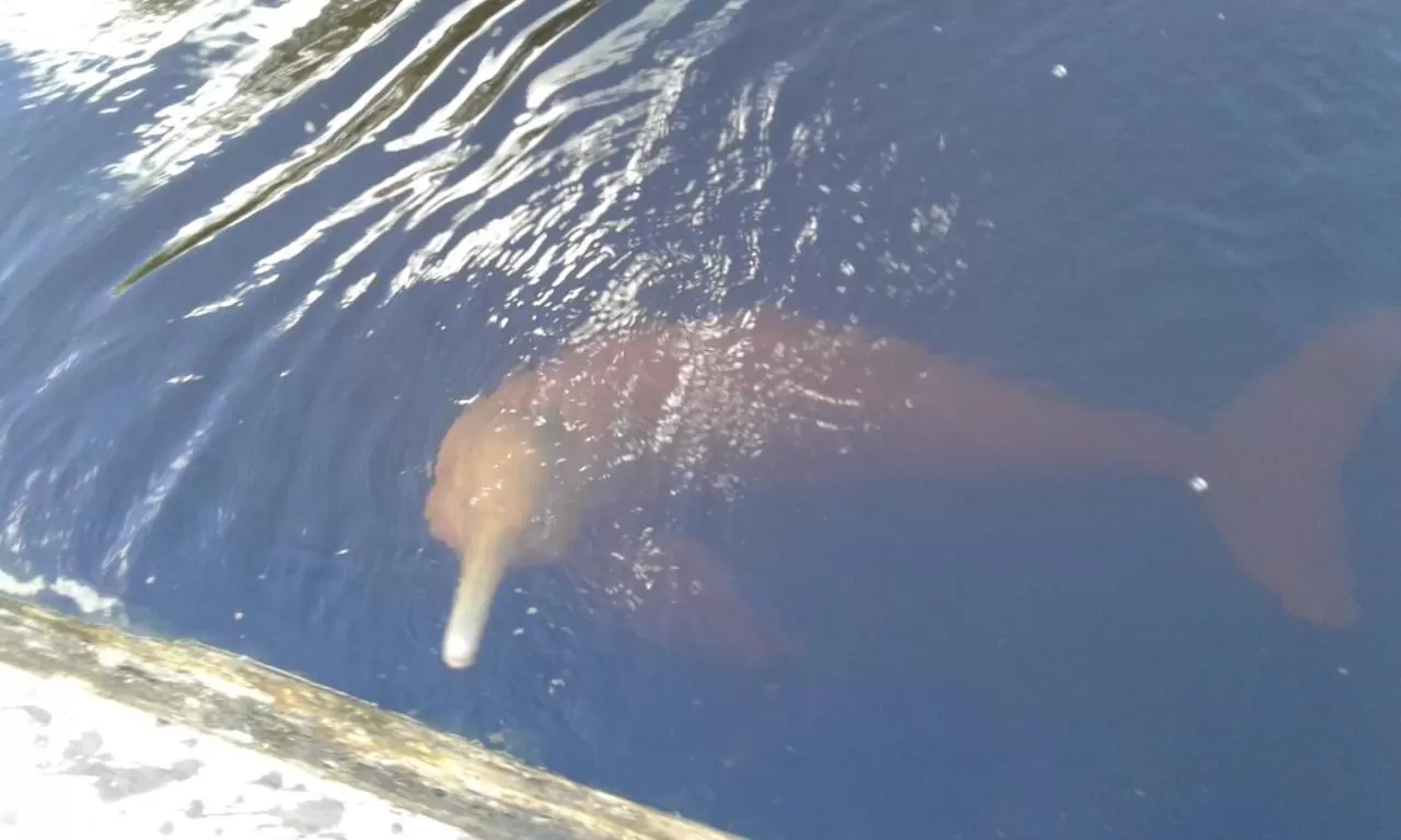 Animals in Hostal Limoncocha