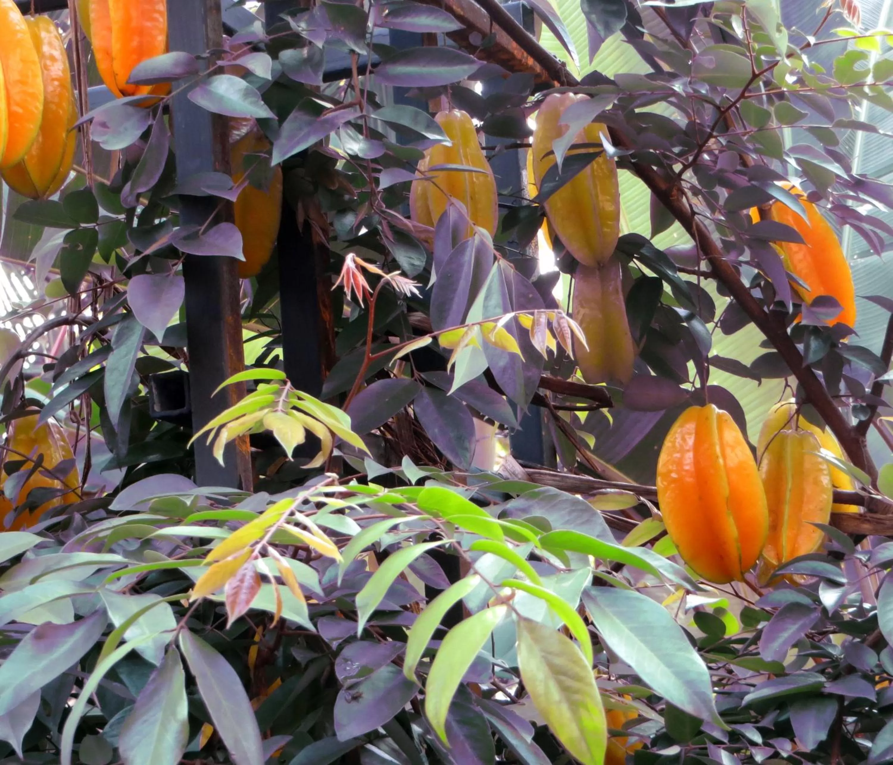 Garden view in Pura Vida Hotel