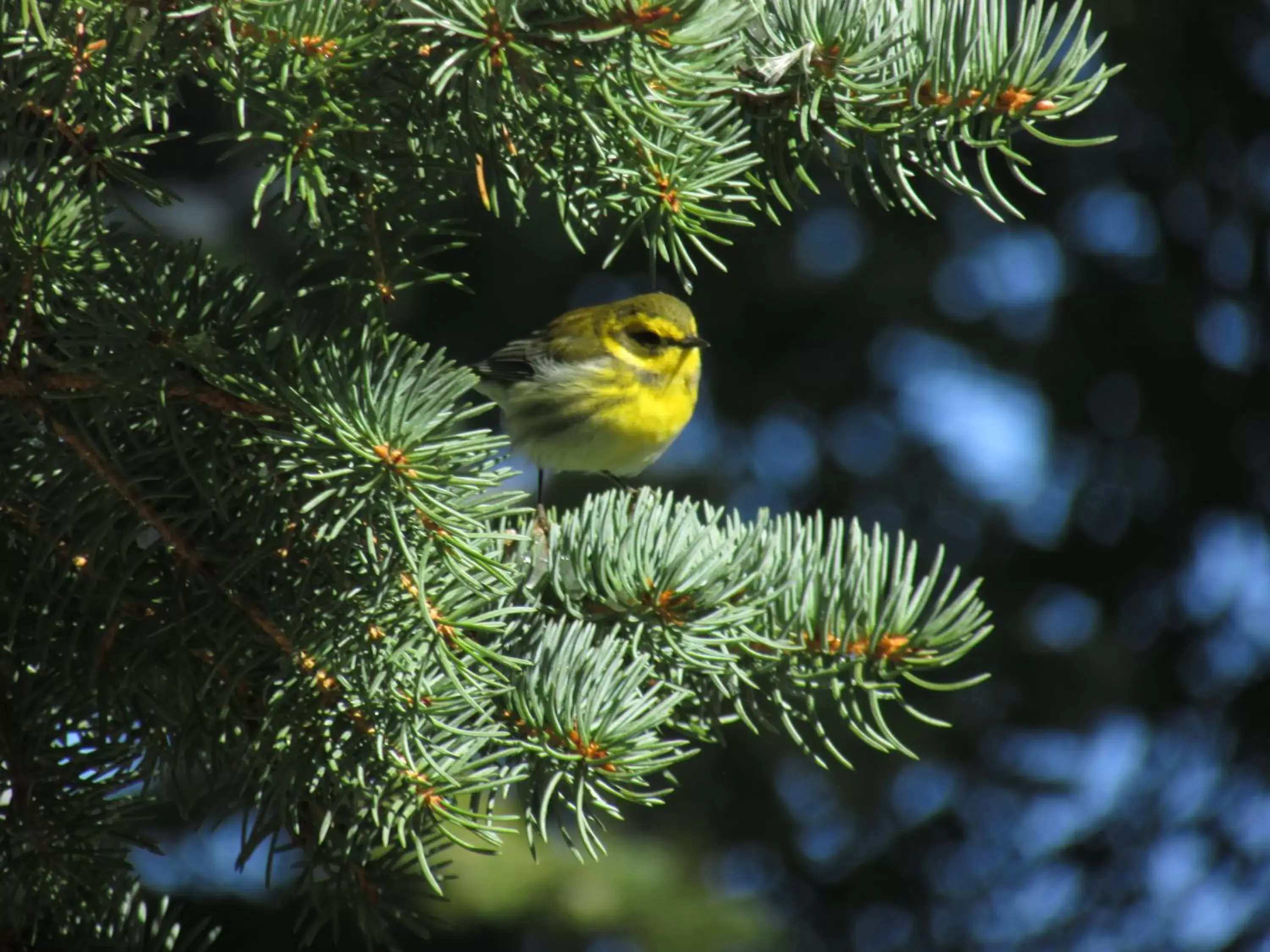 Other Animals in Chinook Winds Lodge