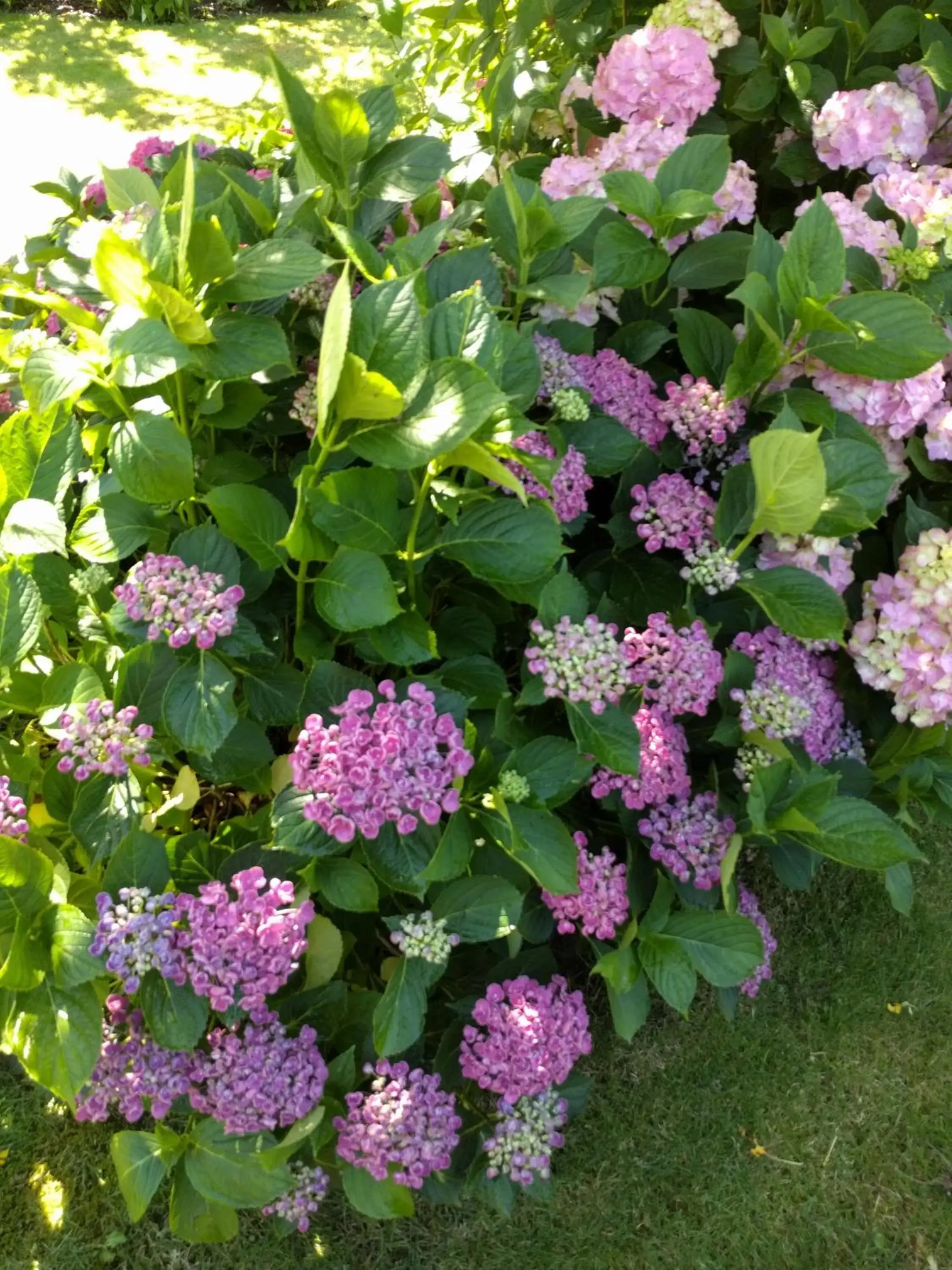 Garden in B&B Agnetenhoeve