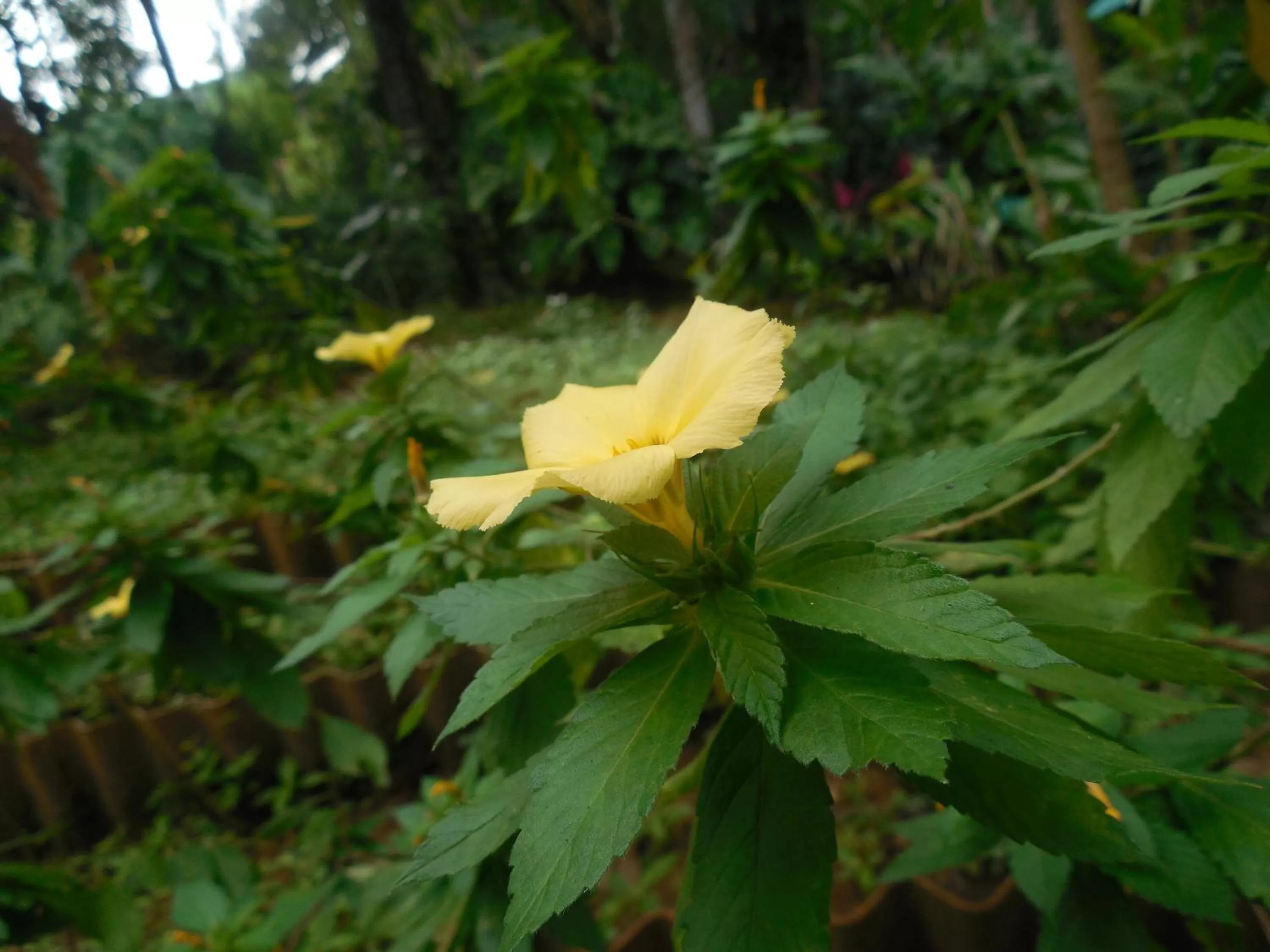 Garden in Le leopard d 'argent