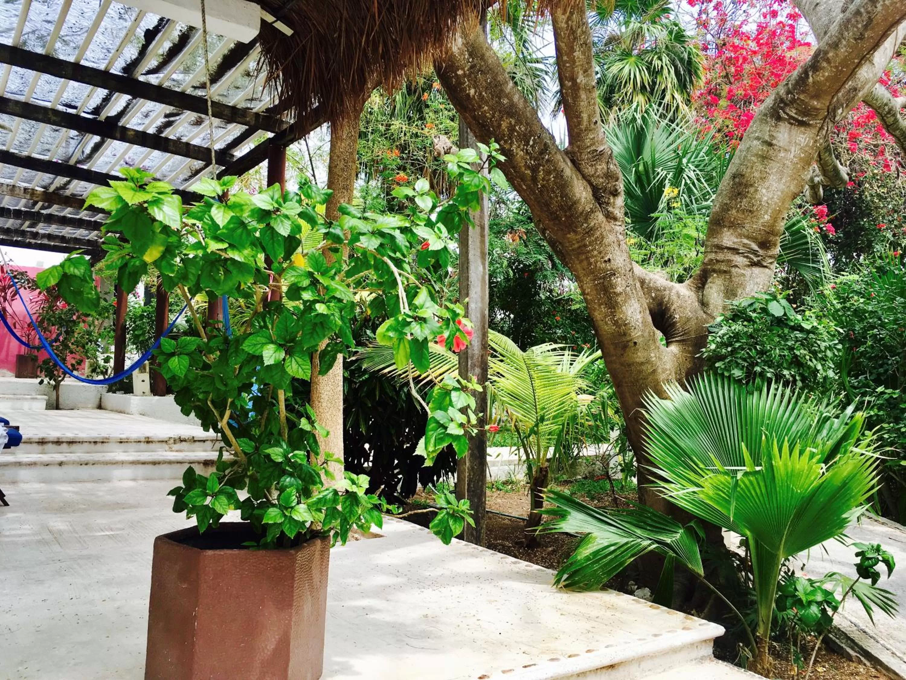 Garden in Maria's Kan Kin