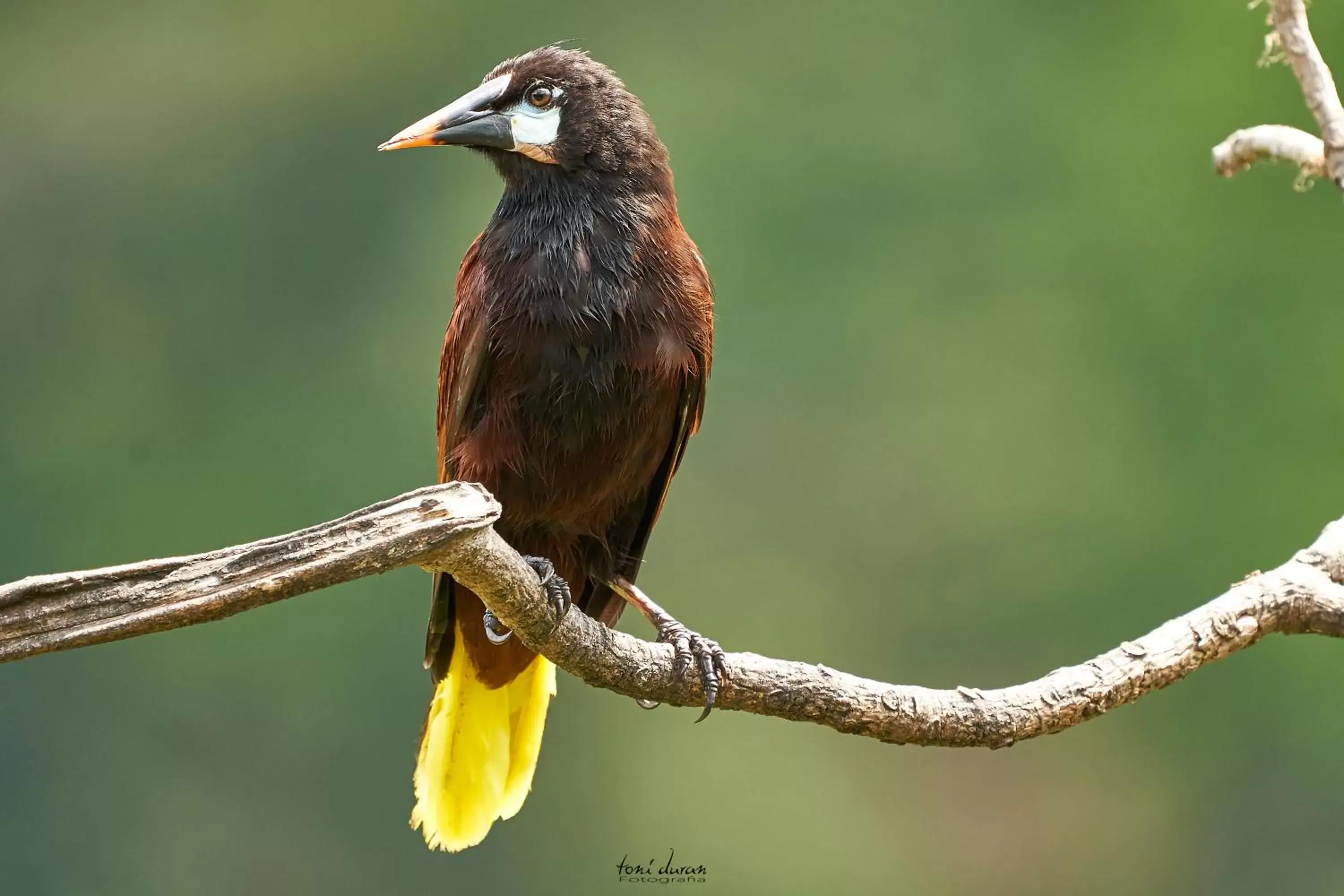 Other Animals in Birds & Breakfast Costa Rica