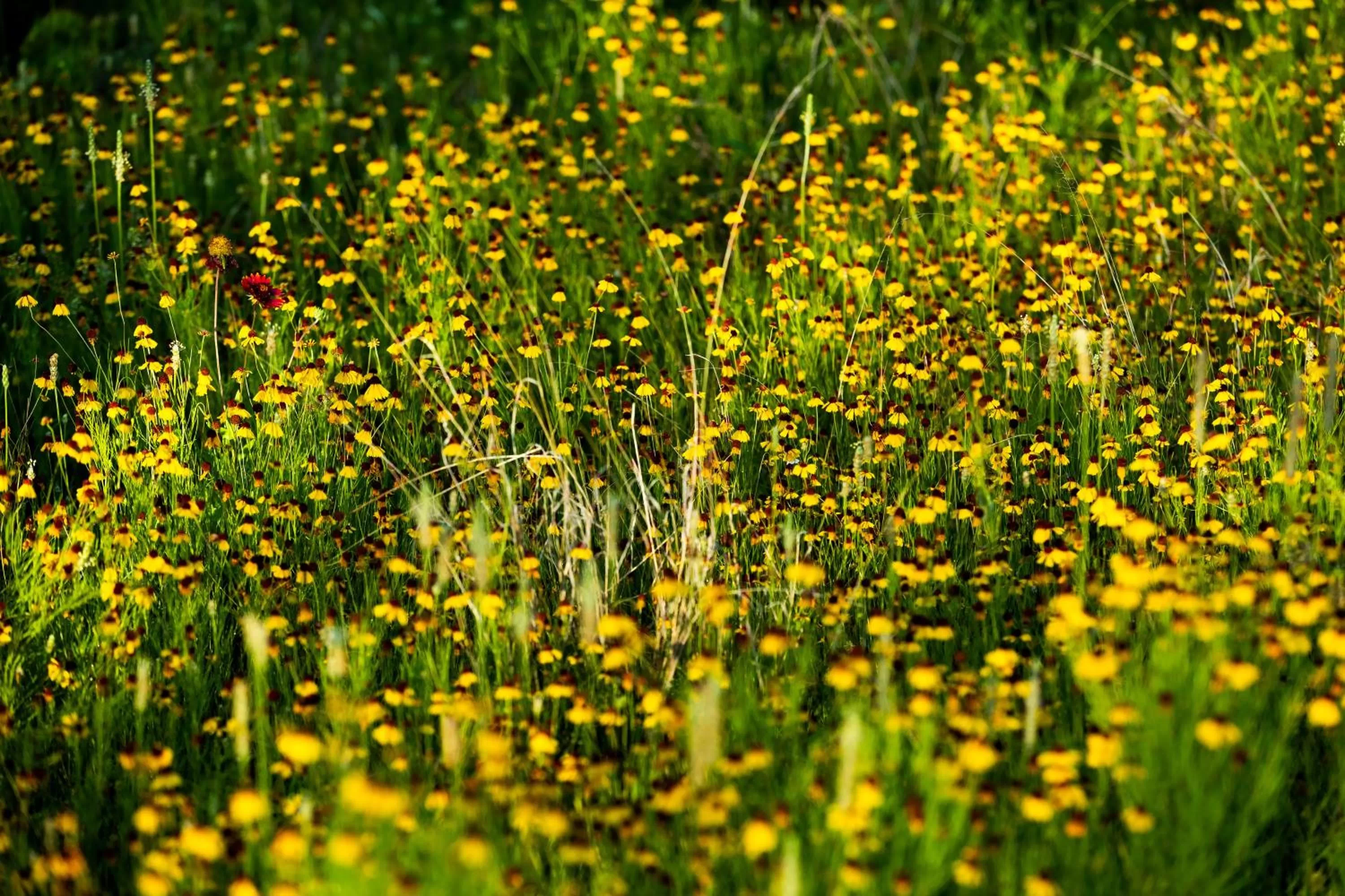 Spring in Wildcatter Ranch and Resort