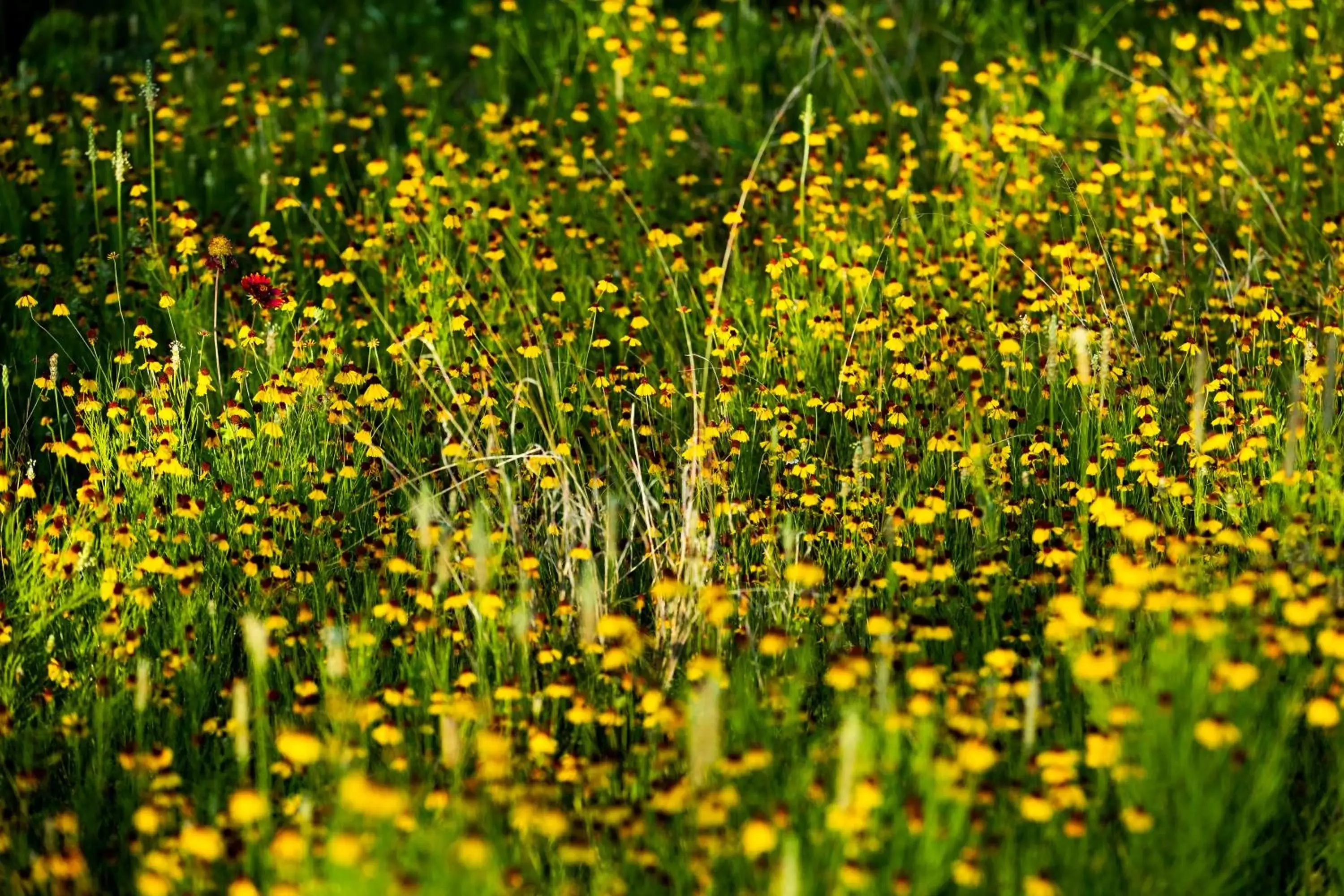 Spring in Wildcatter Ranch and Resort