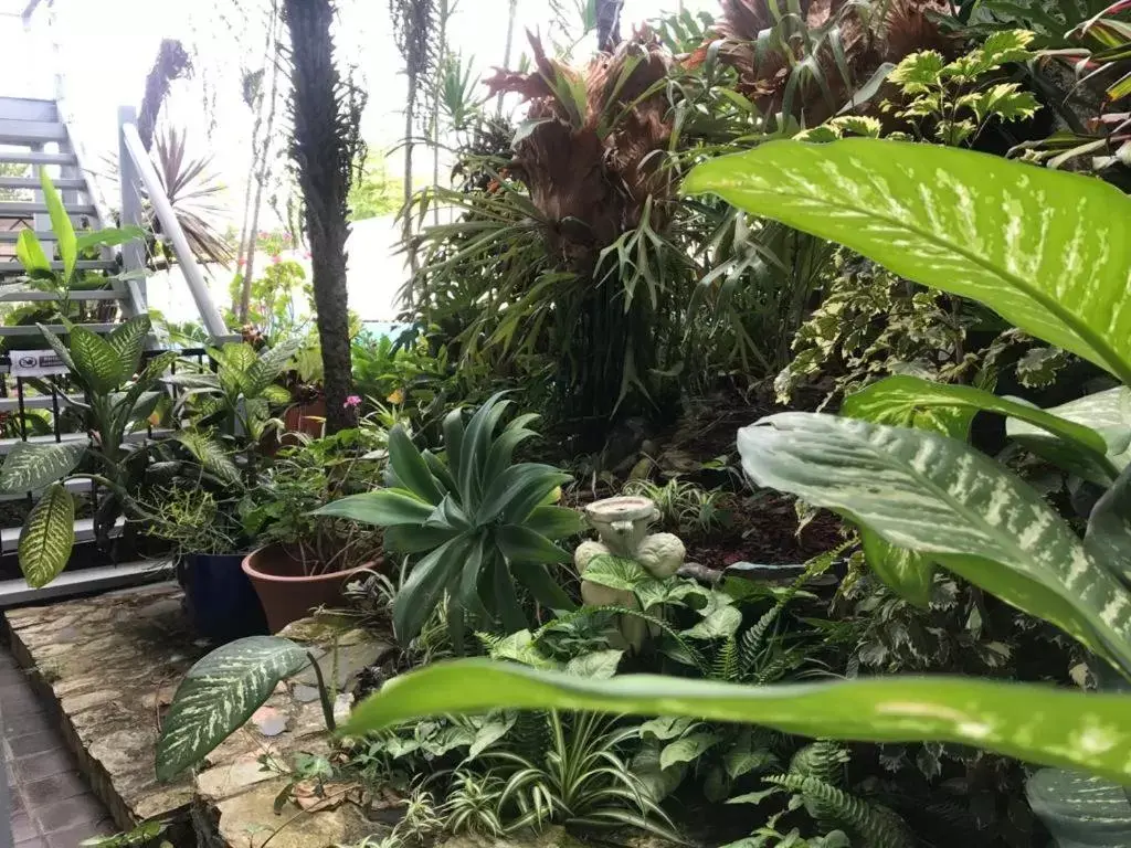 Garden in Coffs Shearwater Motel