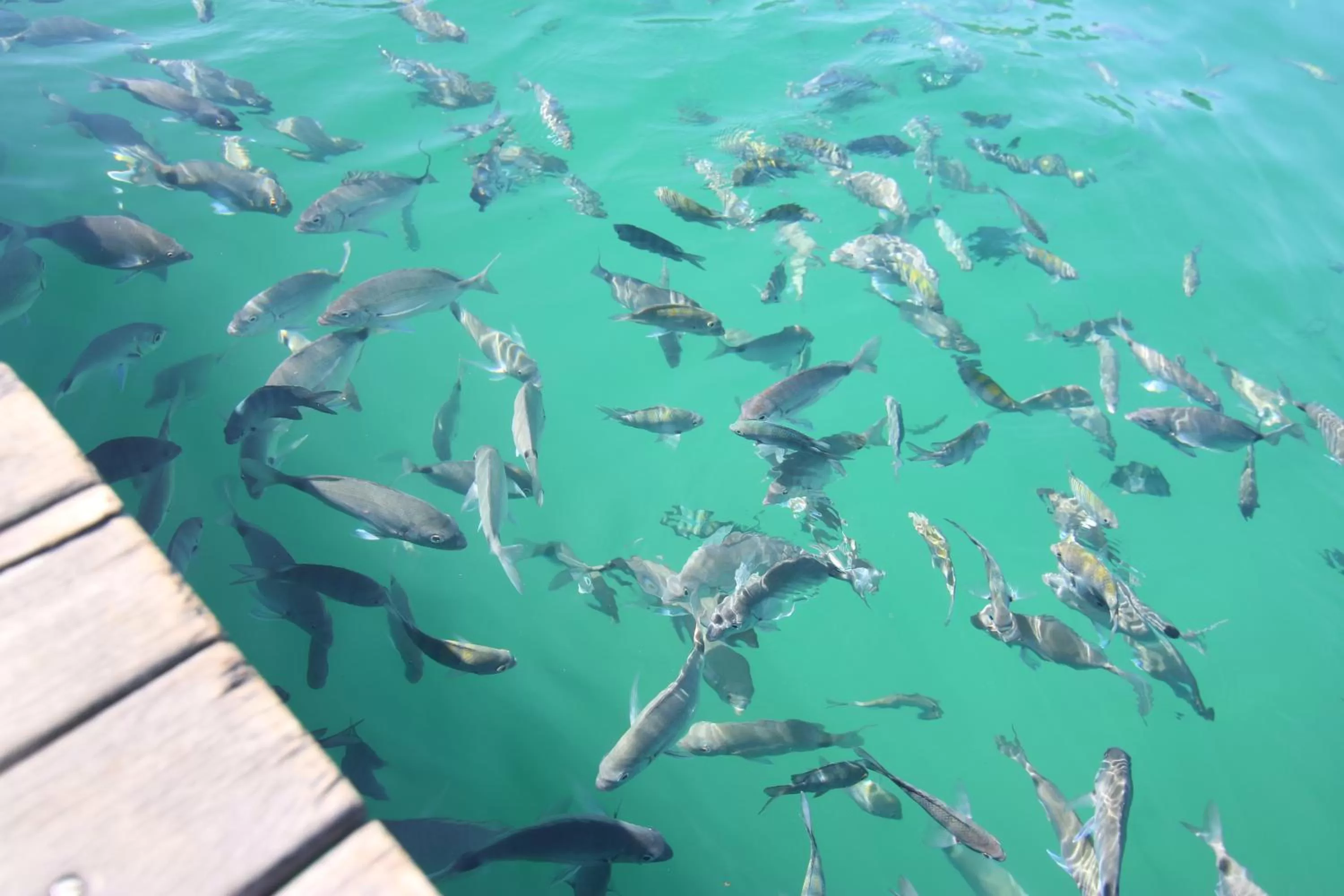 Beach in Samba Angra dos Reis
