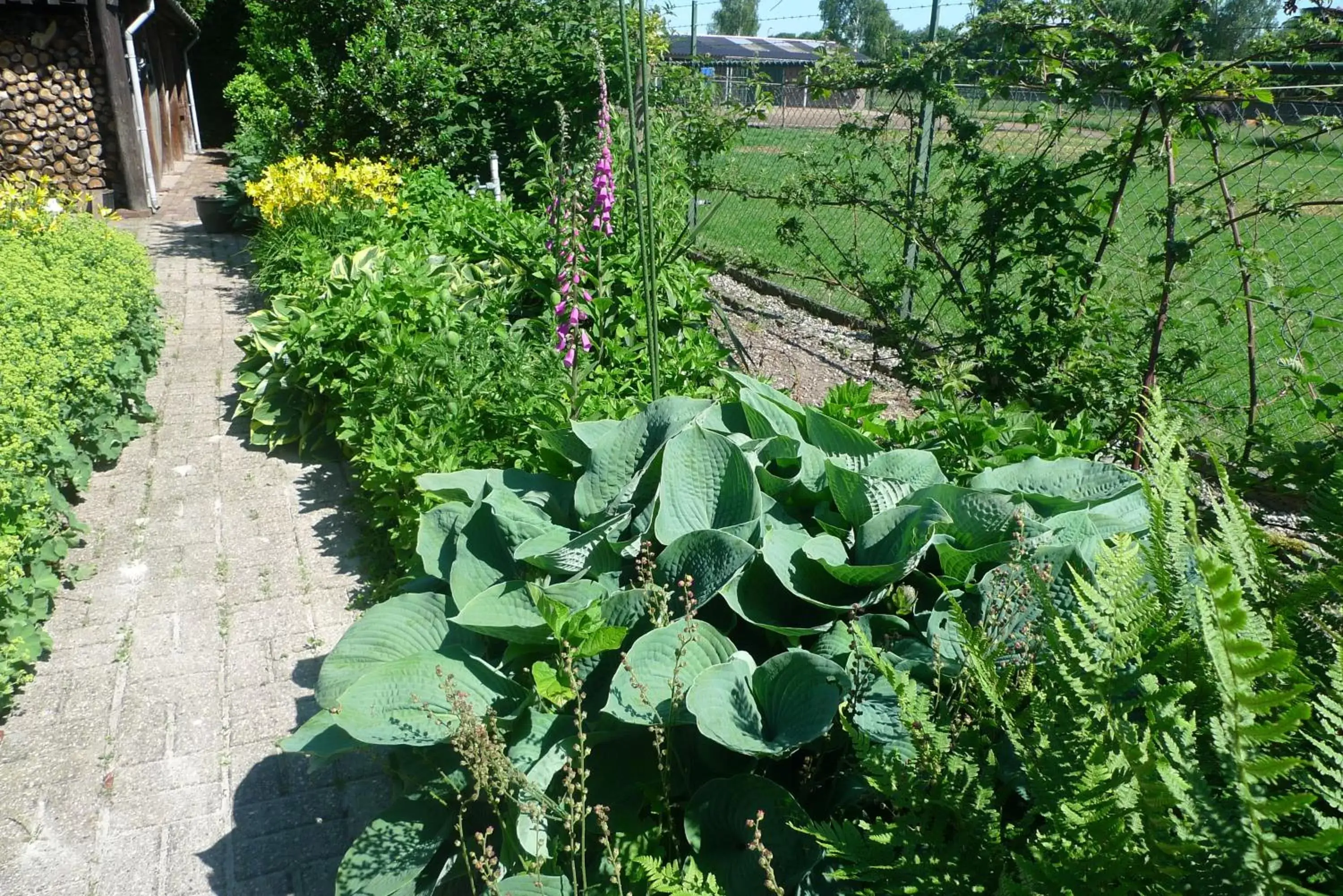 Garden in B&B De Kleine Wijngaard