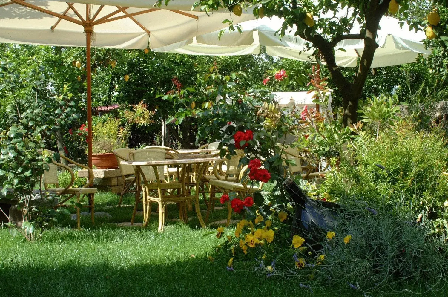 Garden in Il Roseto