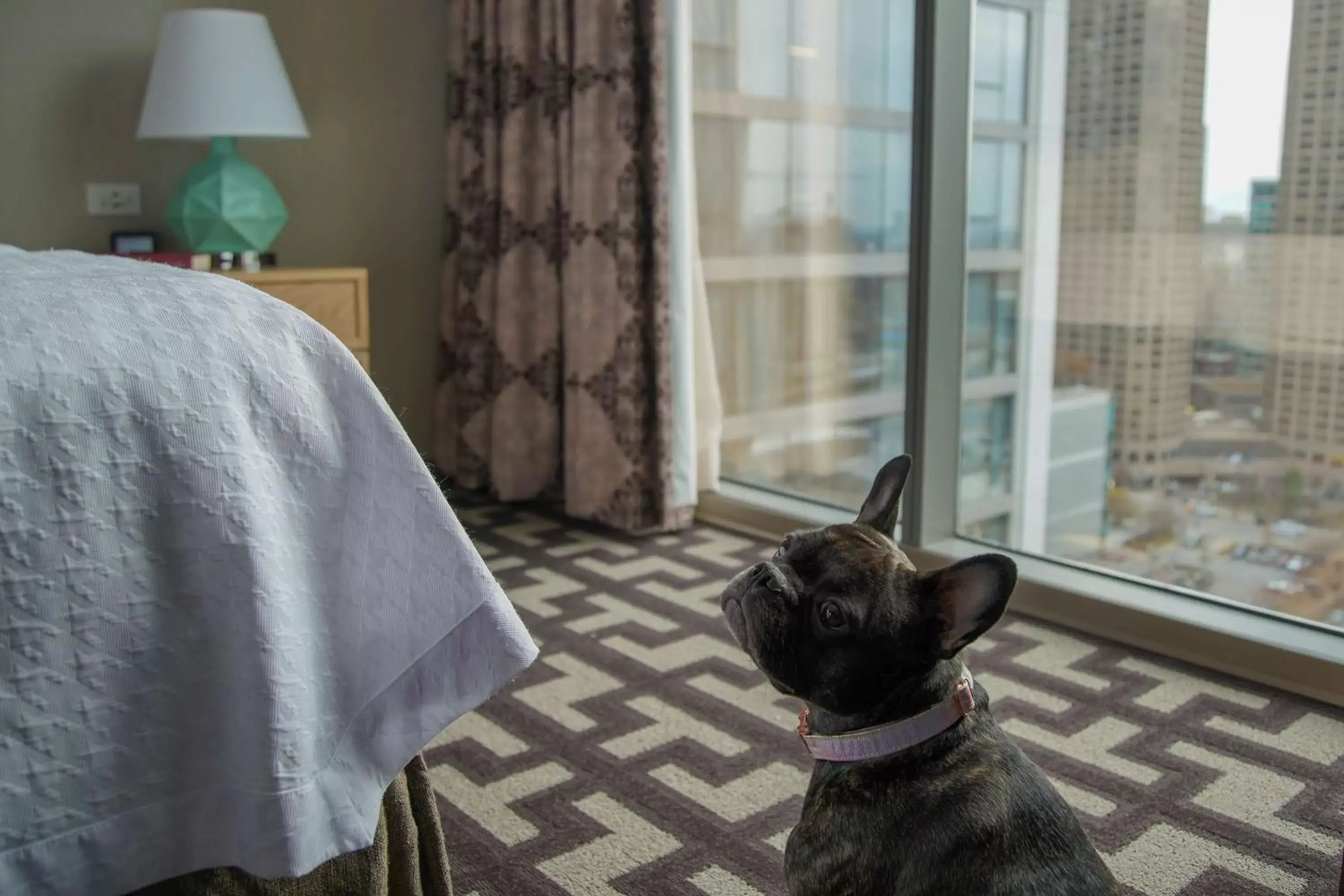 Photo of the whole room, Pets in Homewood Suites by Hilton Chicago Downtown West Loop