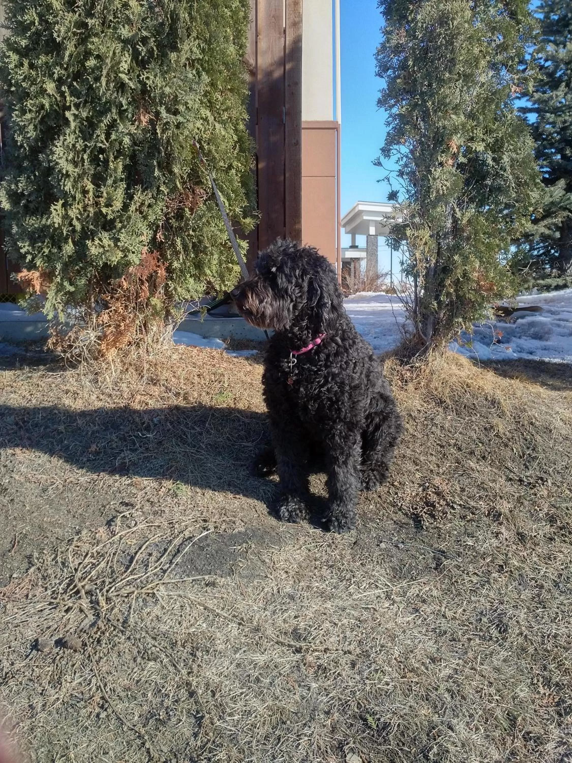 Garden in Best Western Plus Winnipeg West