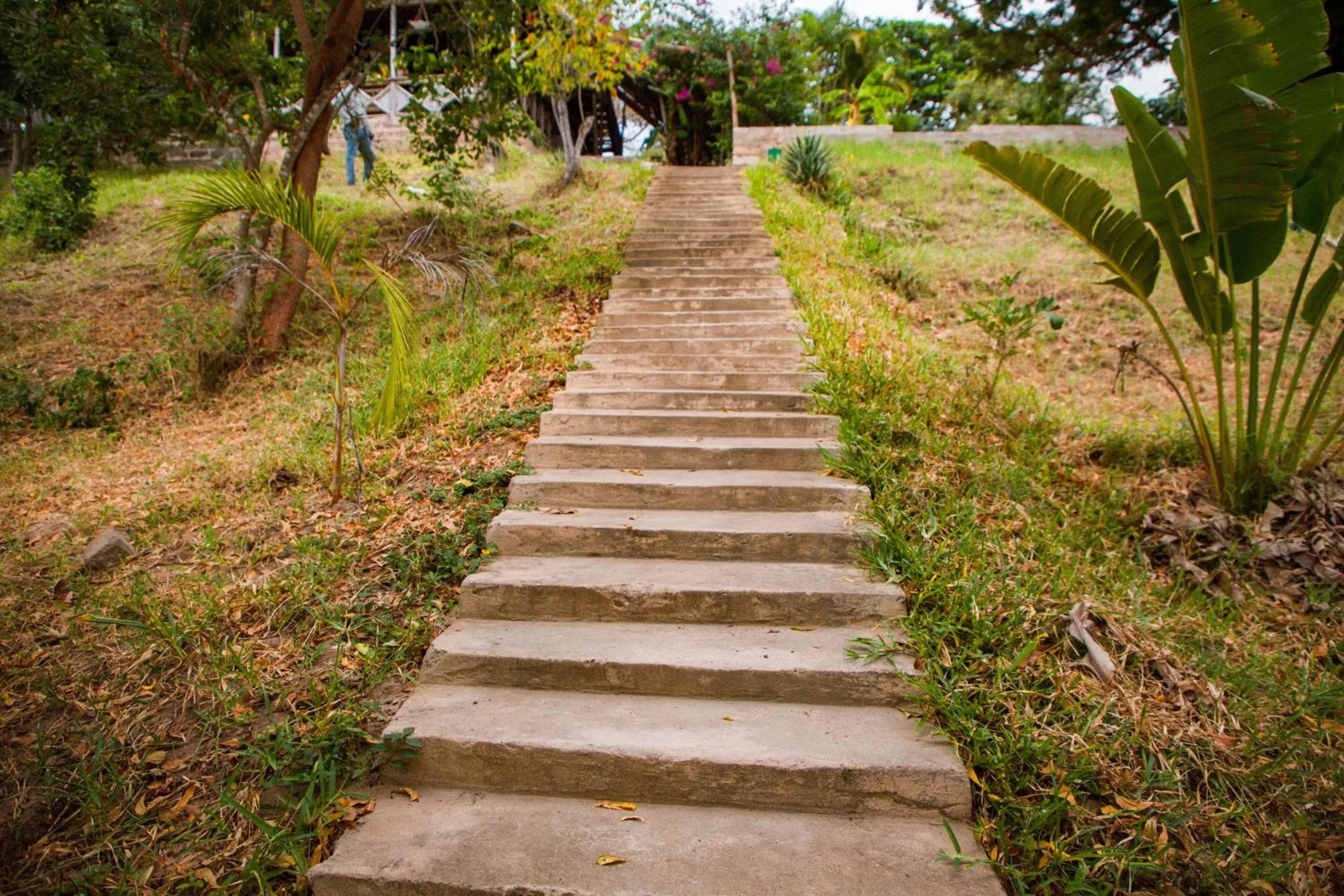 Natural landscape, Garden in Mikoko Beach & Cottages