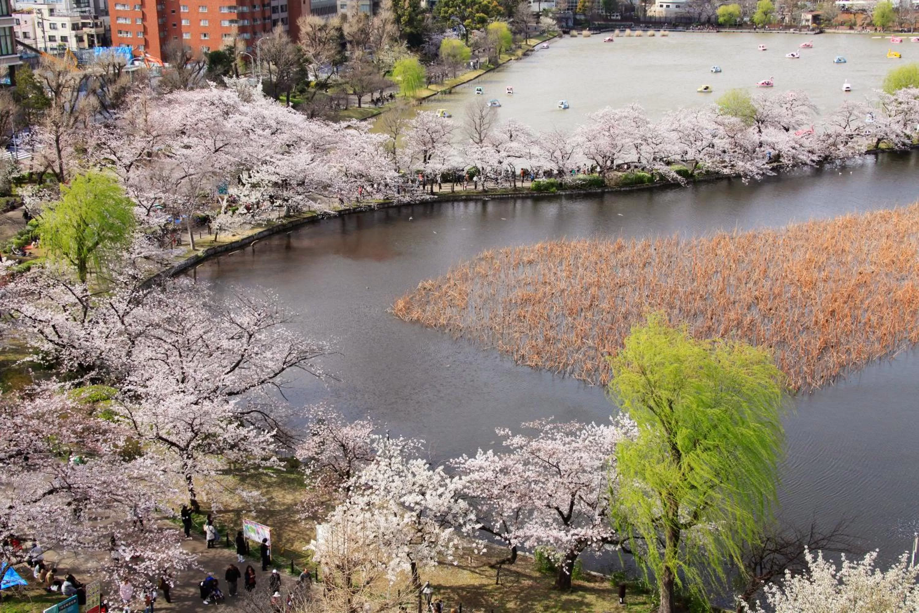 Off site in Centurion Hotel Ueno