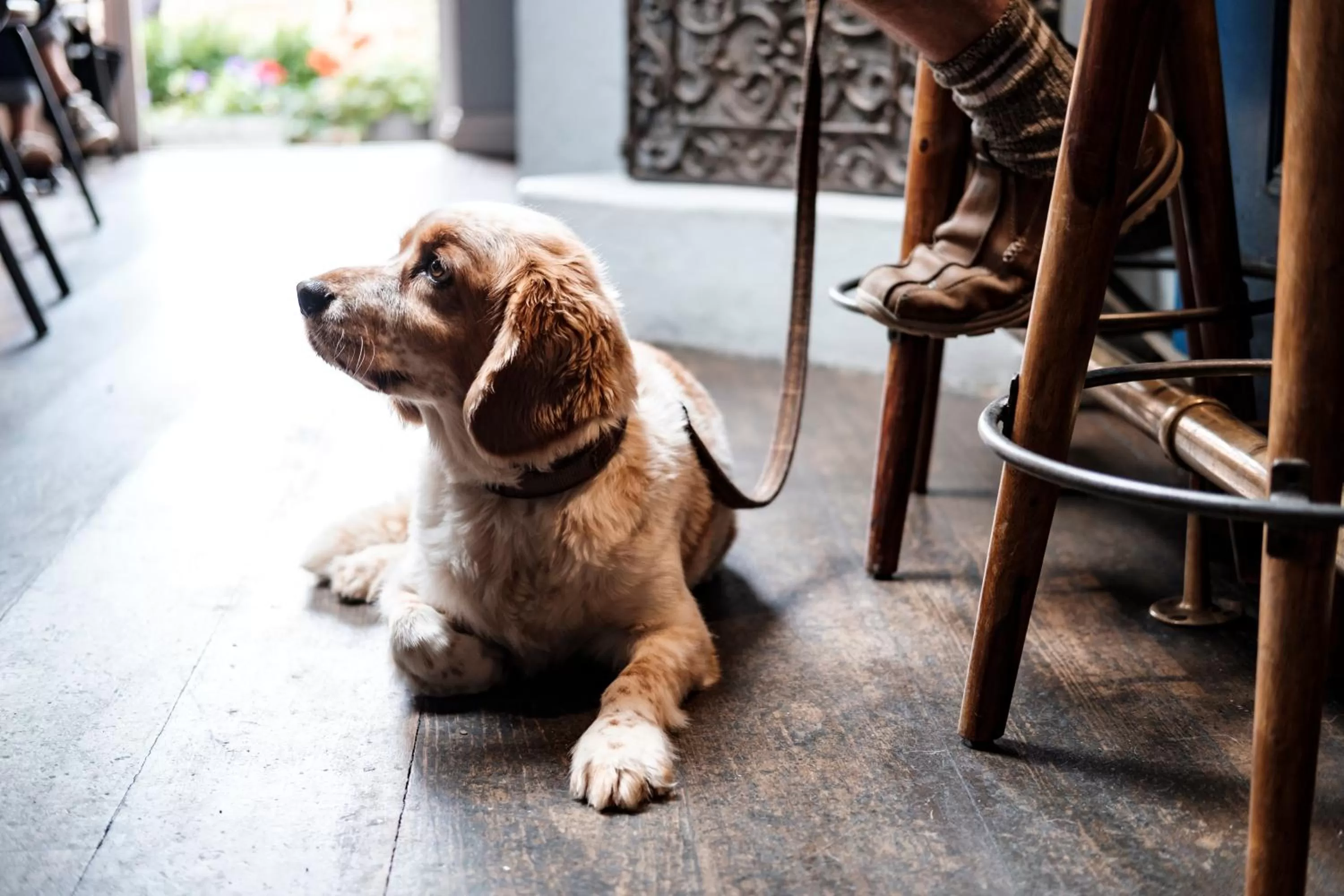 Pets in The Bull Hotel