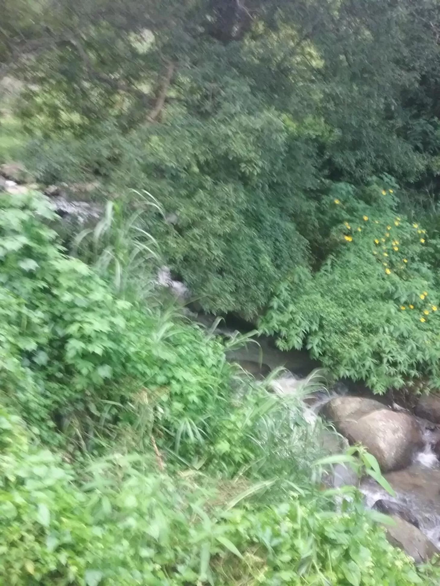 Property building in Jungle Face Inn