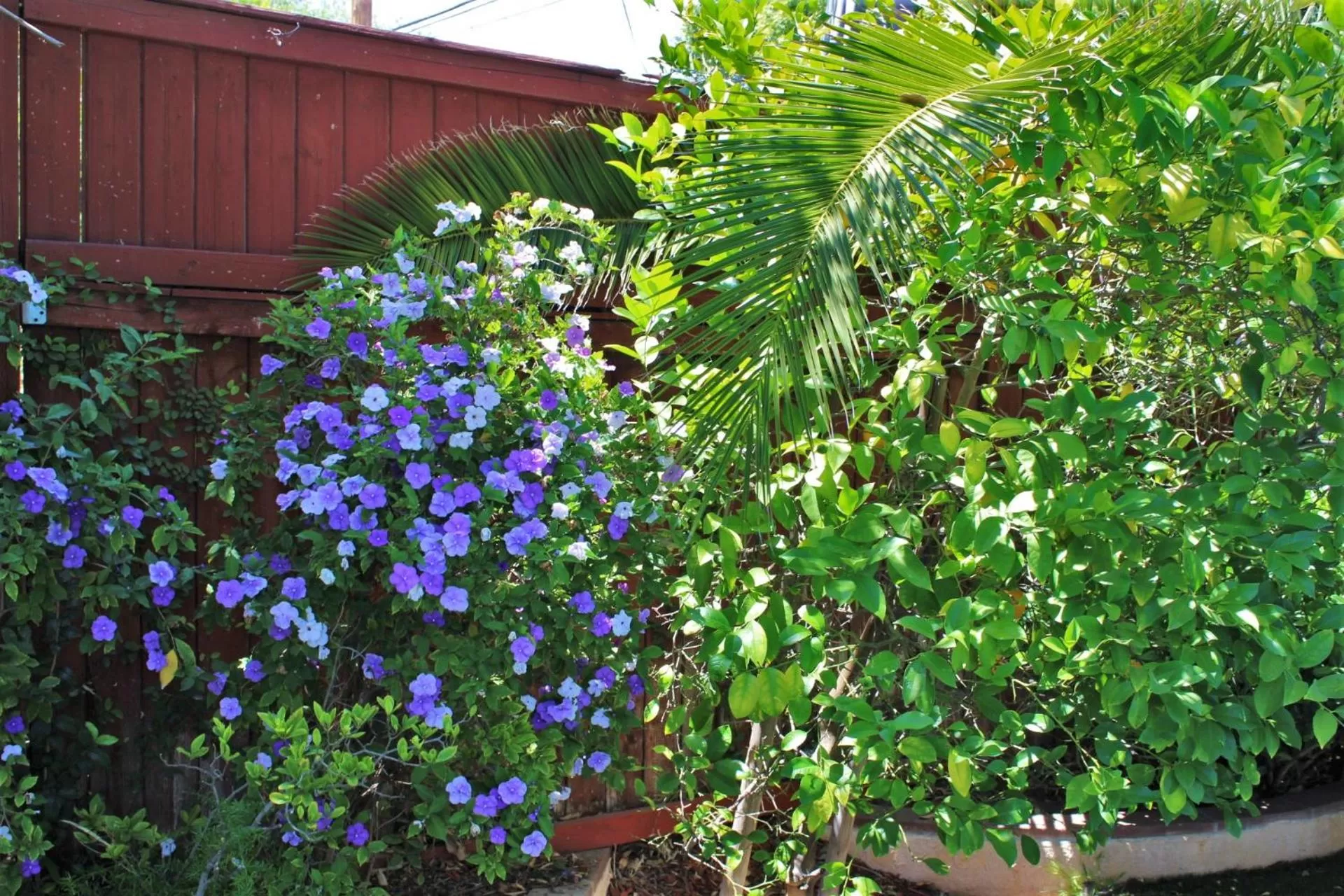 Garden in Sweet Dreams B&B LA