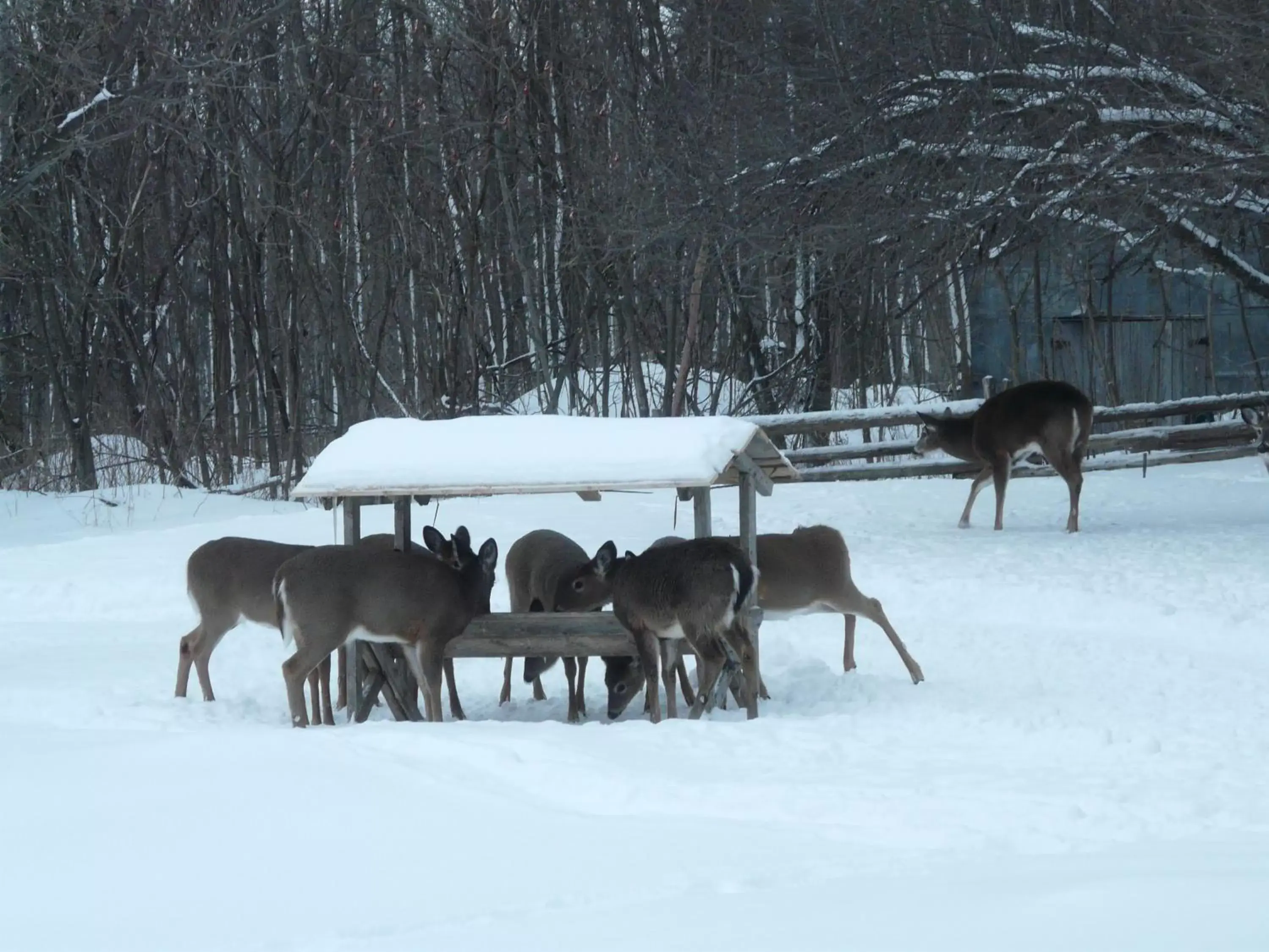 Winter in Auberge des Gallant