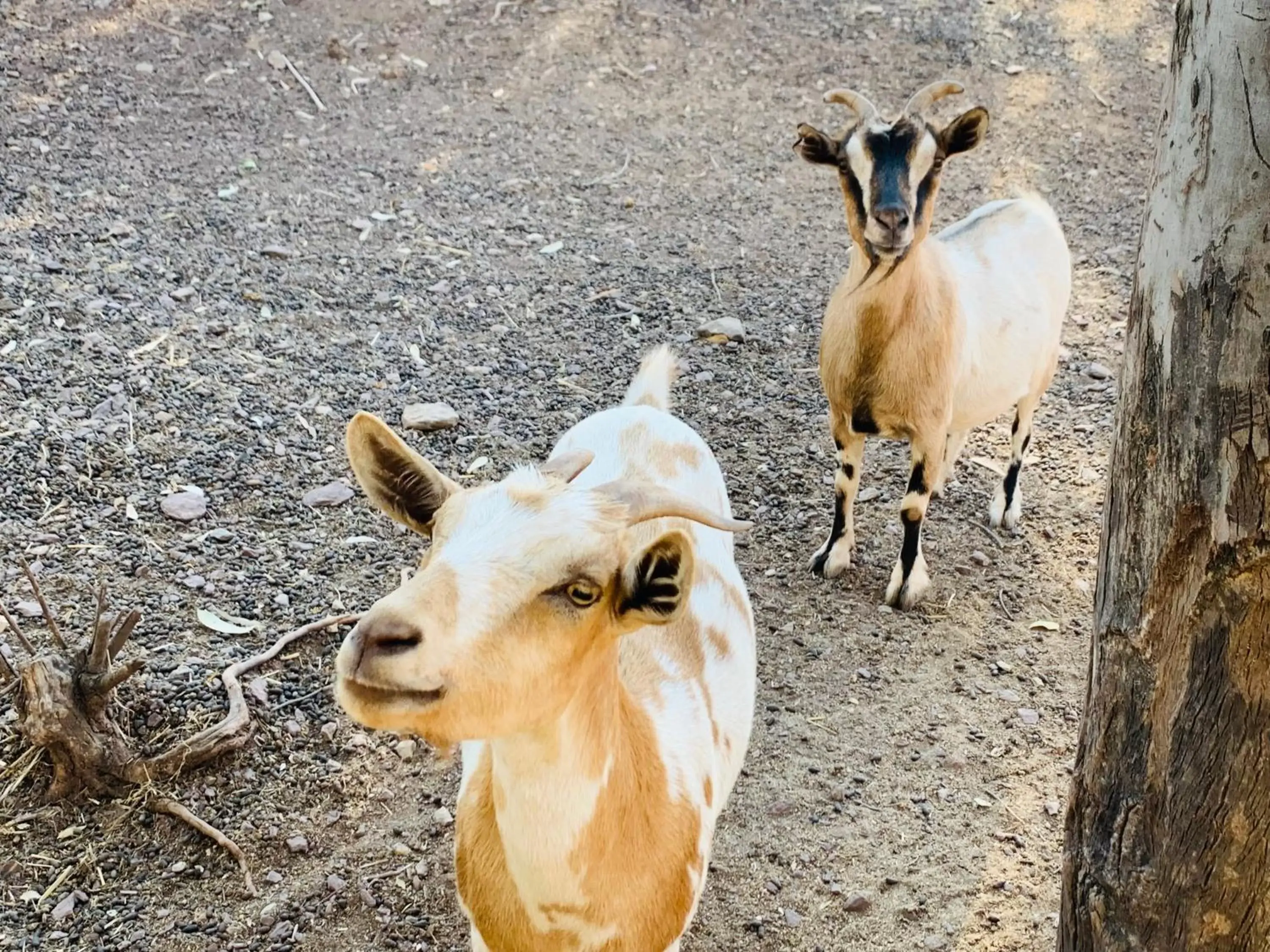 Pets in B&B La Baita Del Sud