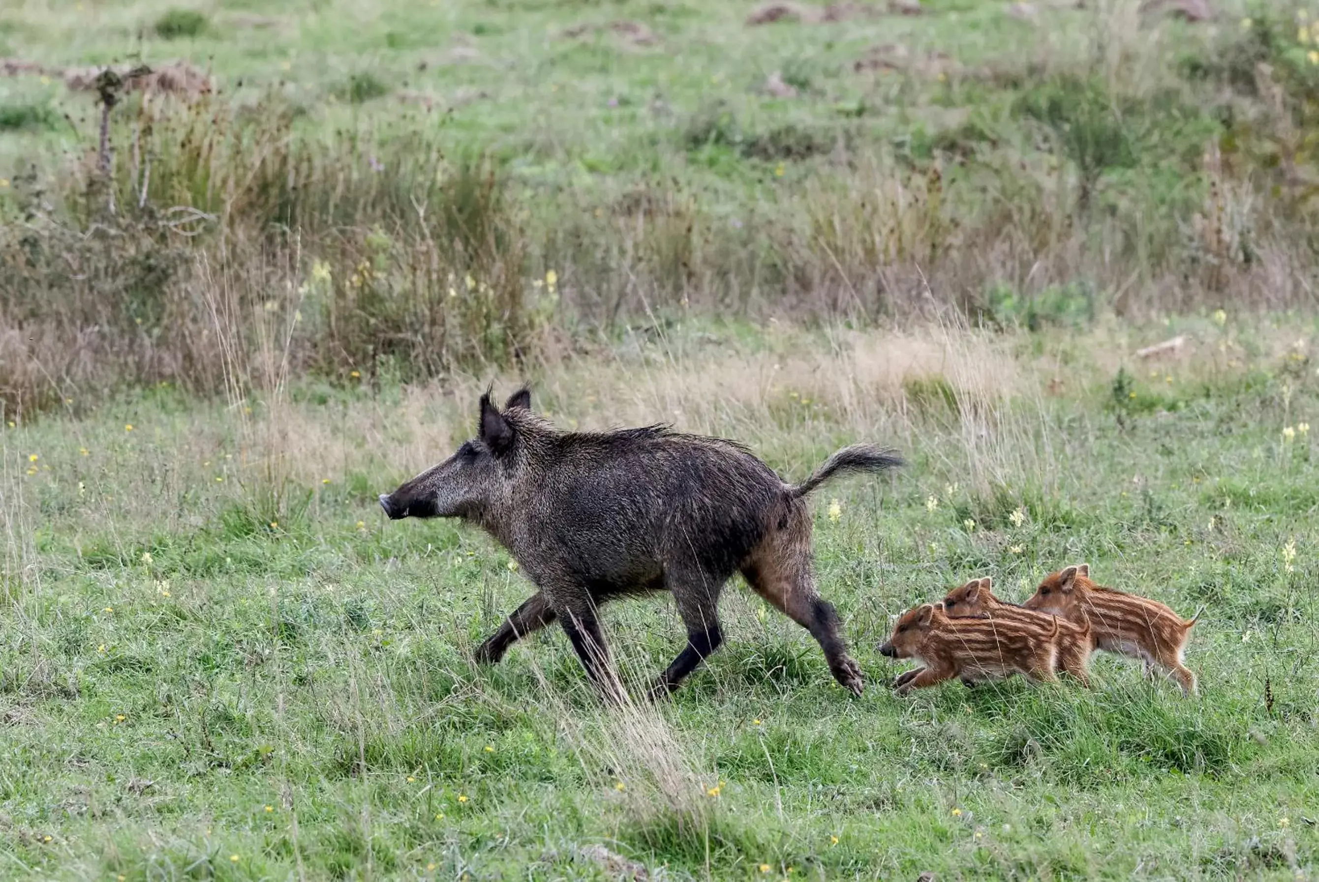 Animals, Other Animals in Chambres et Table d'Hôtes Les Machetières