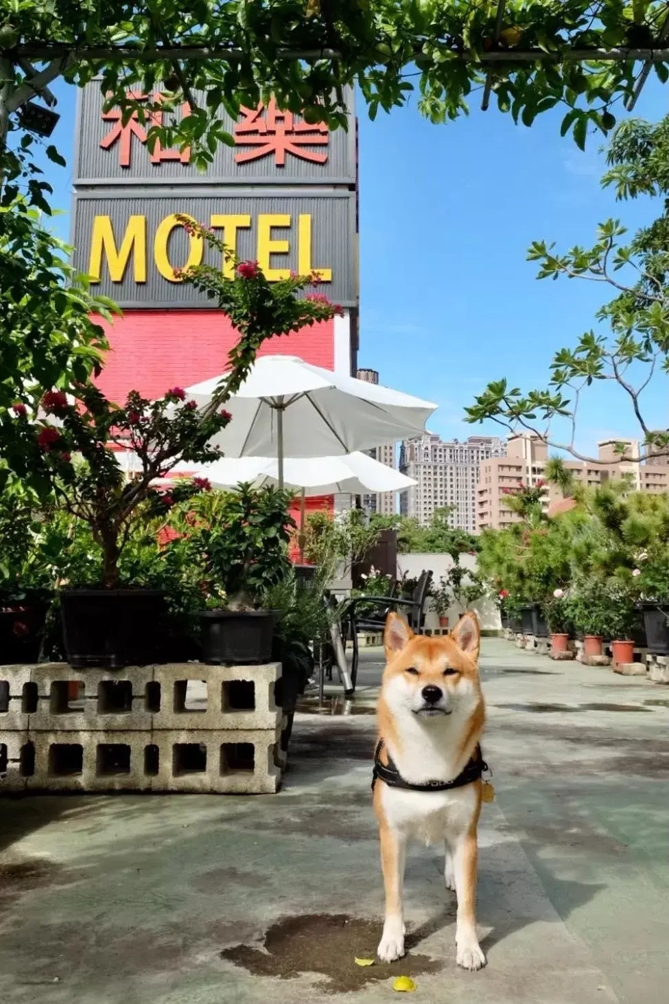 City view, Pets in Hola Motel
