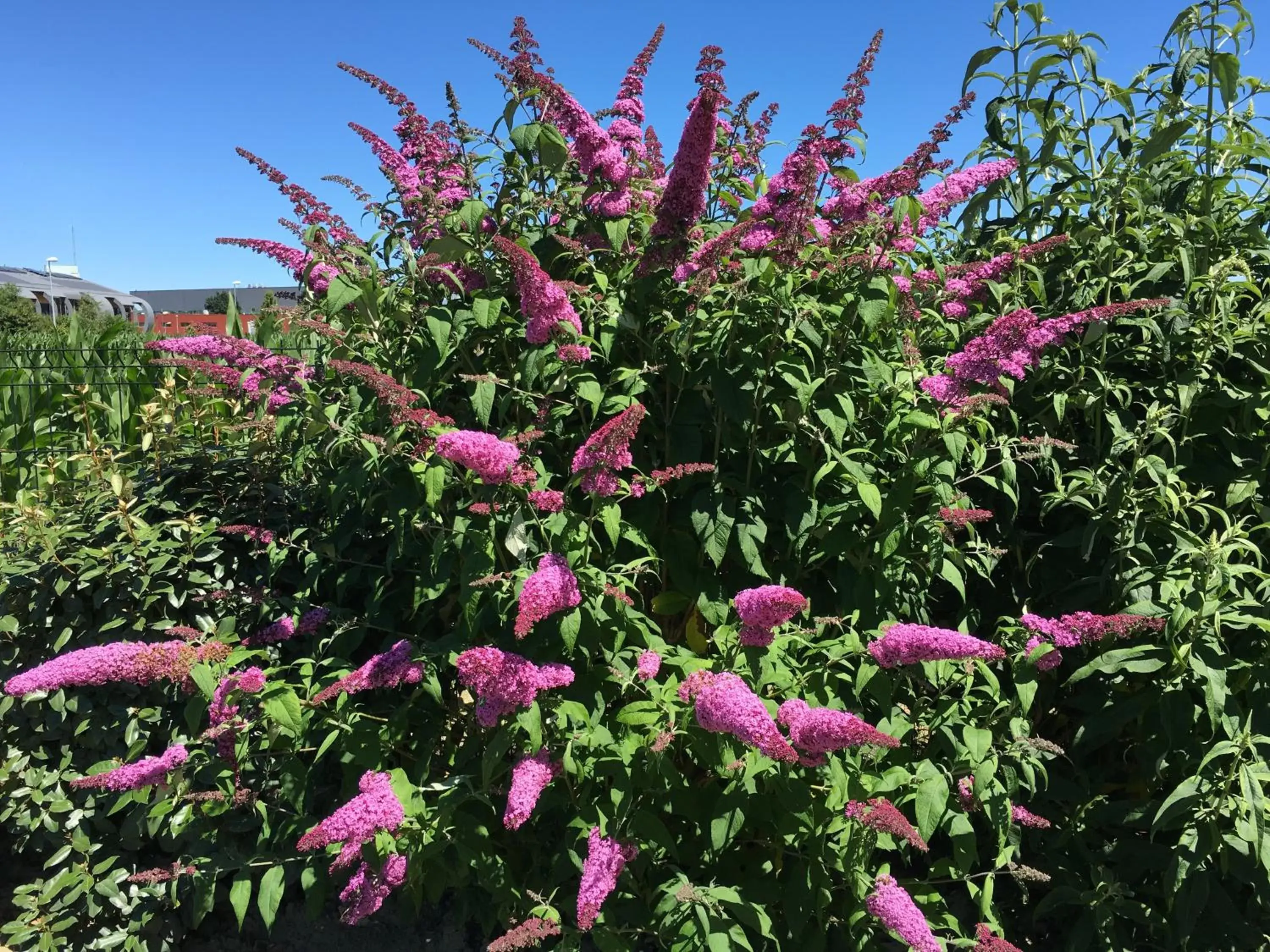 Garden in Kyriad Dol-de-Bretagne