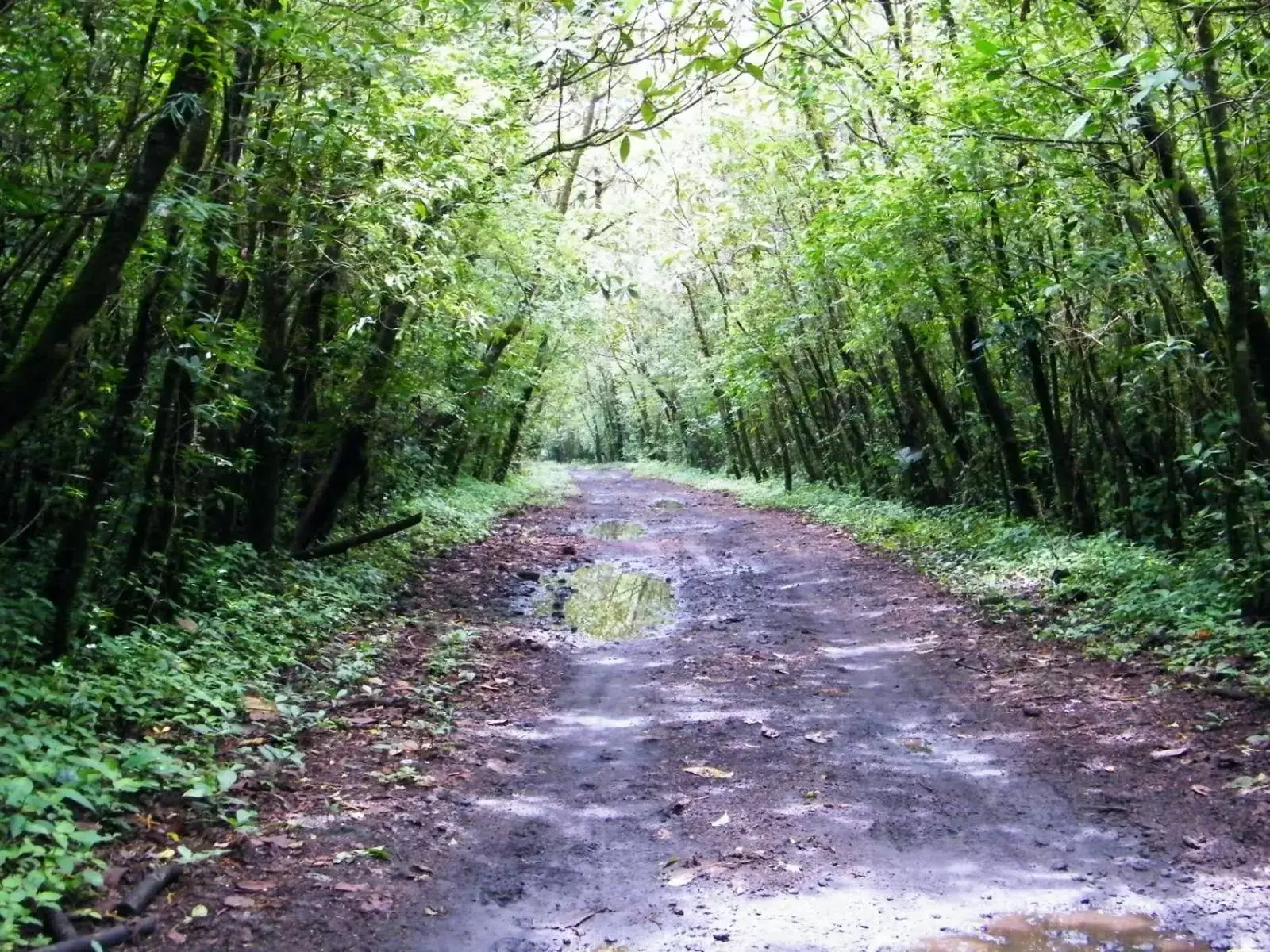 Natural Landscape in Hotel Michelle