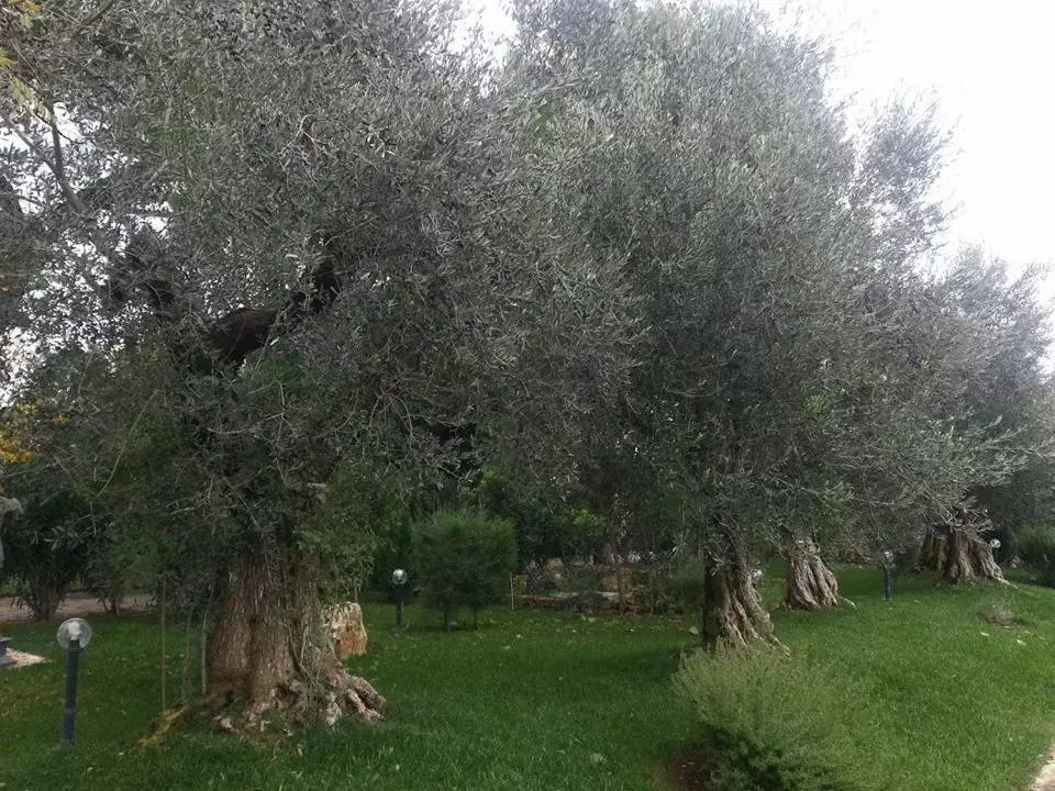 Natural landscape, Garden in Parco dei Manieri