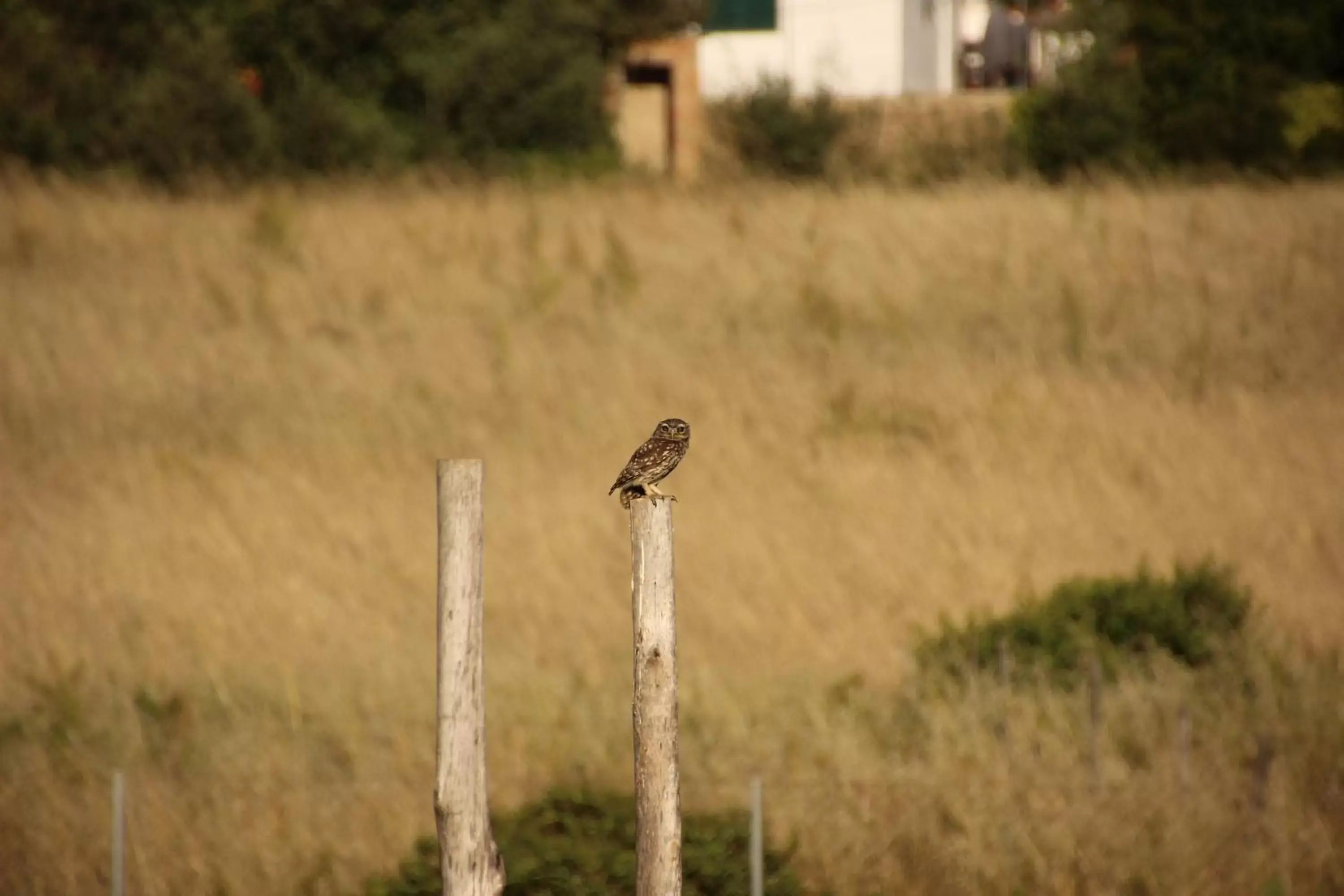 Animals, Other Animals in Quinta Luz do Sol