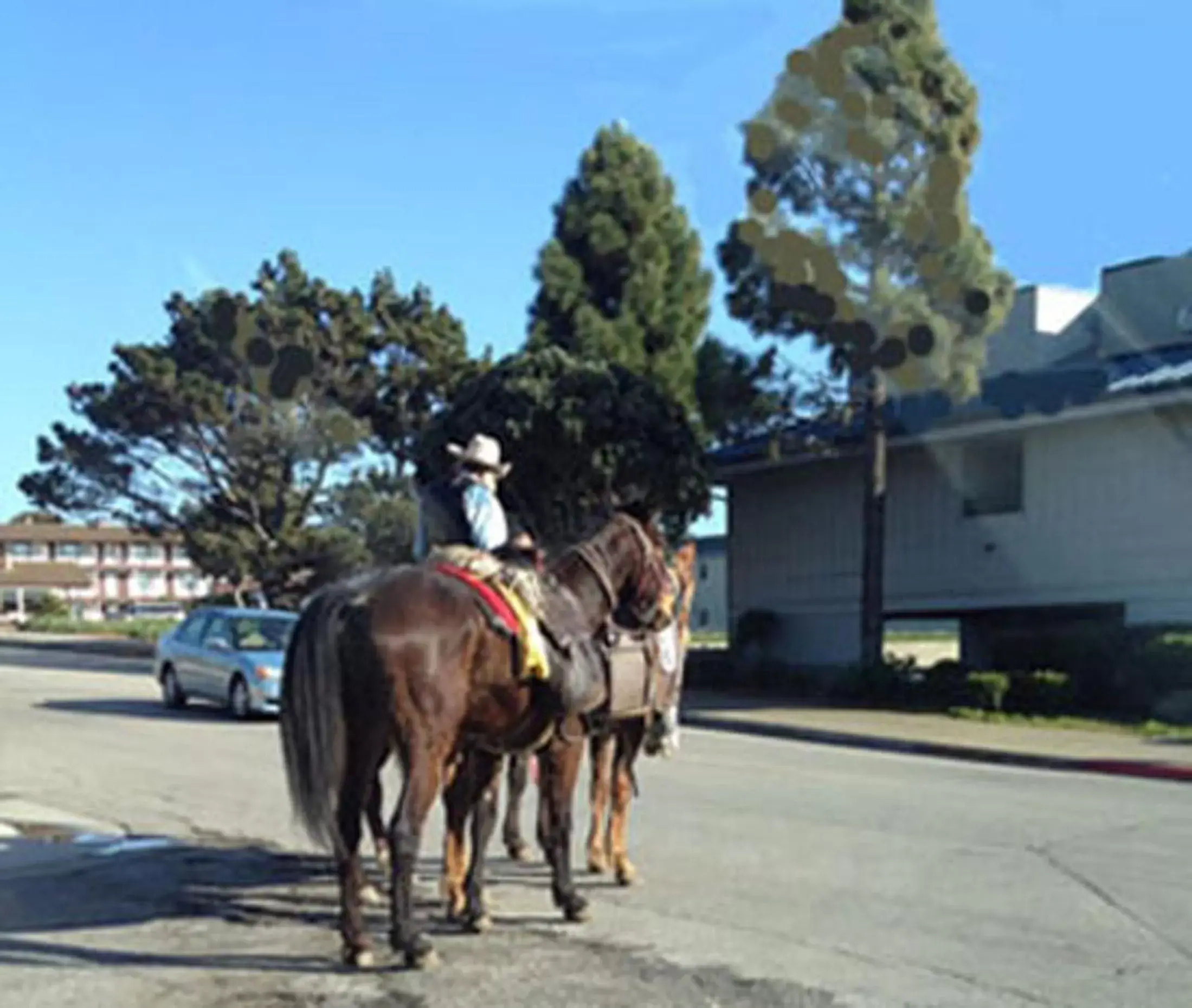 Other, Horseback Riding in Bayfront Inn