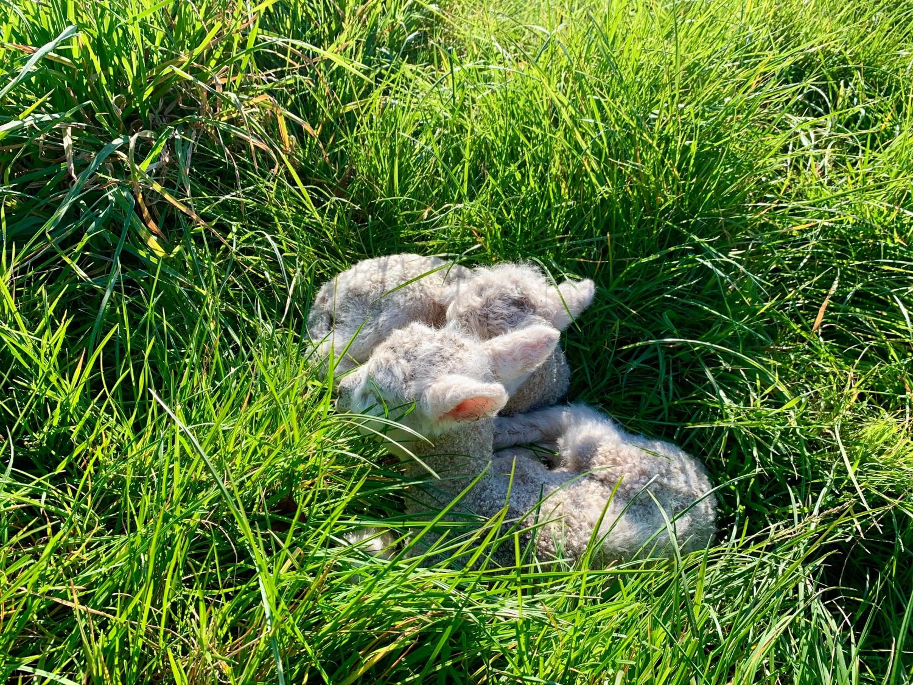 Animals, Natural Landscape in Quail Farm, Colonial charm