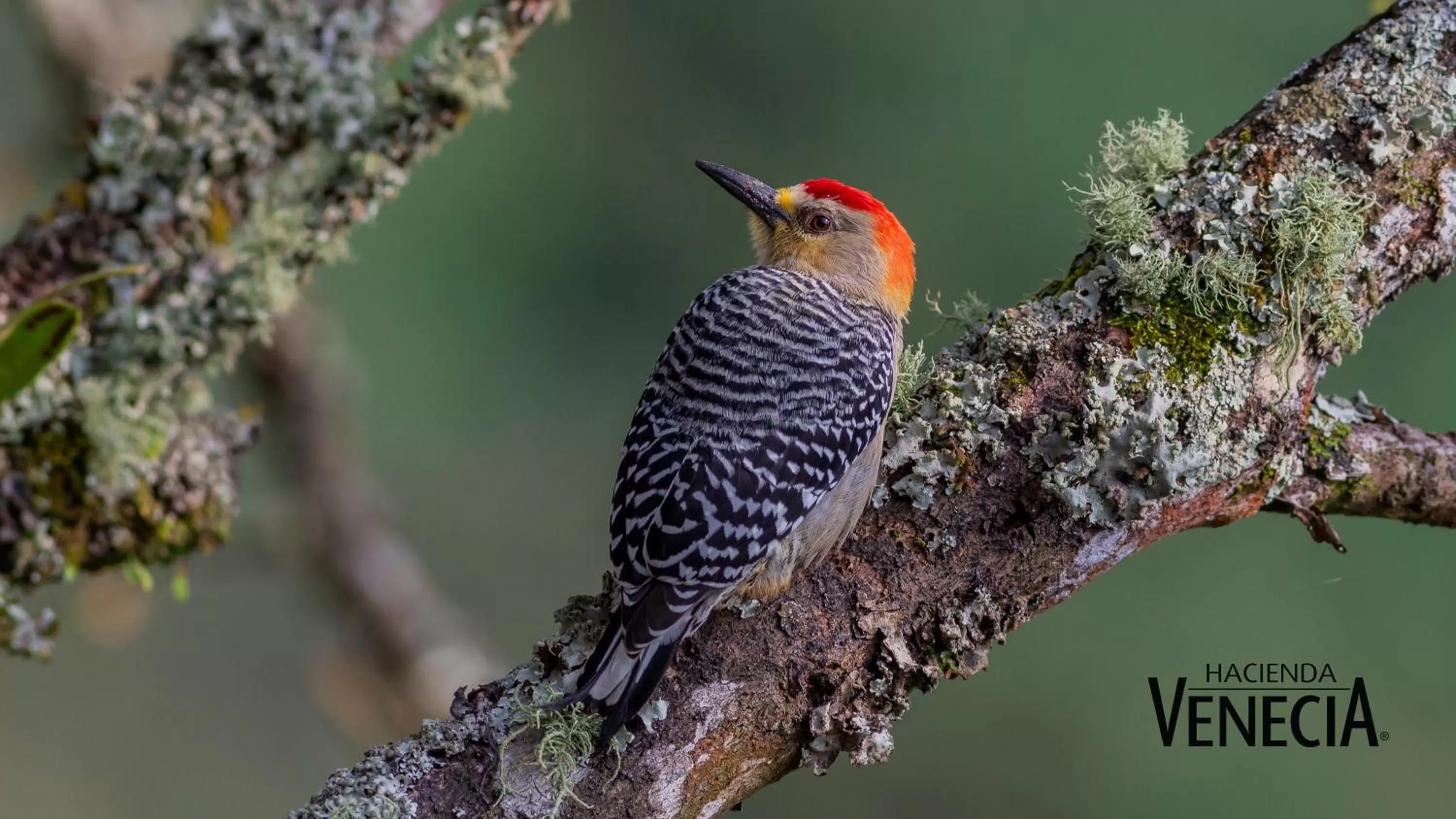 Activities in Hacienda Venecia Coffee Farm Hotel