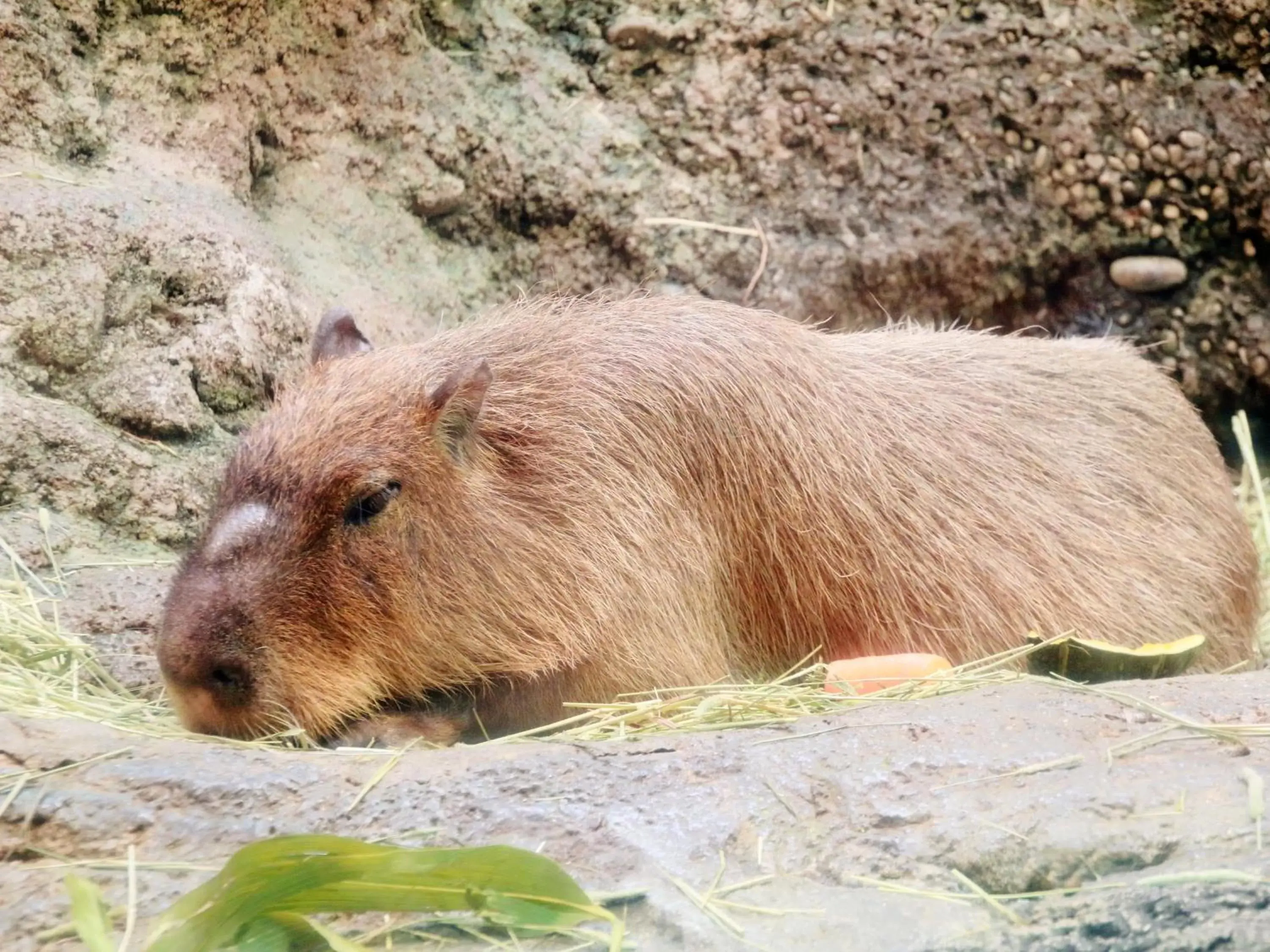 Nearby landmark, Other Animals in Hotel Wing International Select Osaka Umeda