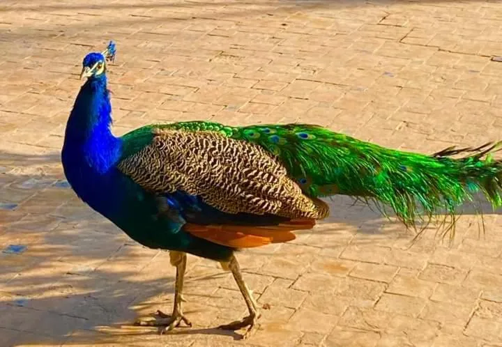 Le Relais De Marrakech