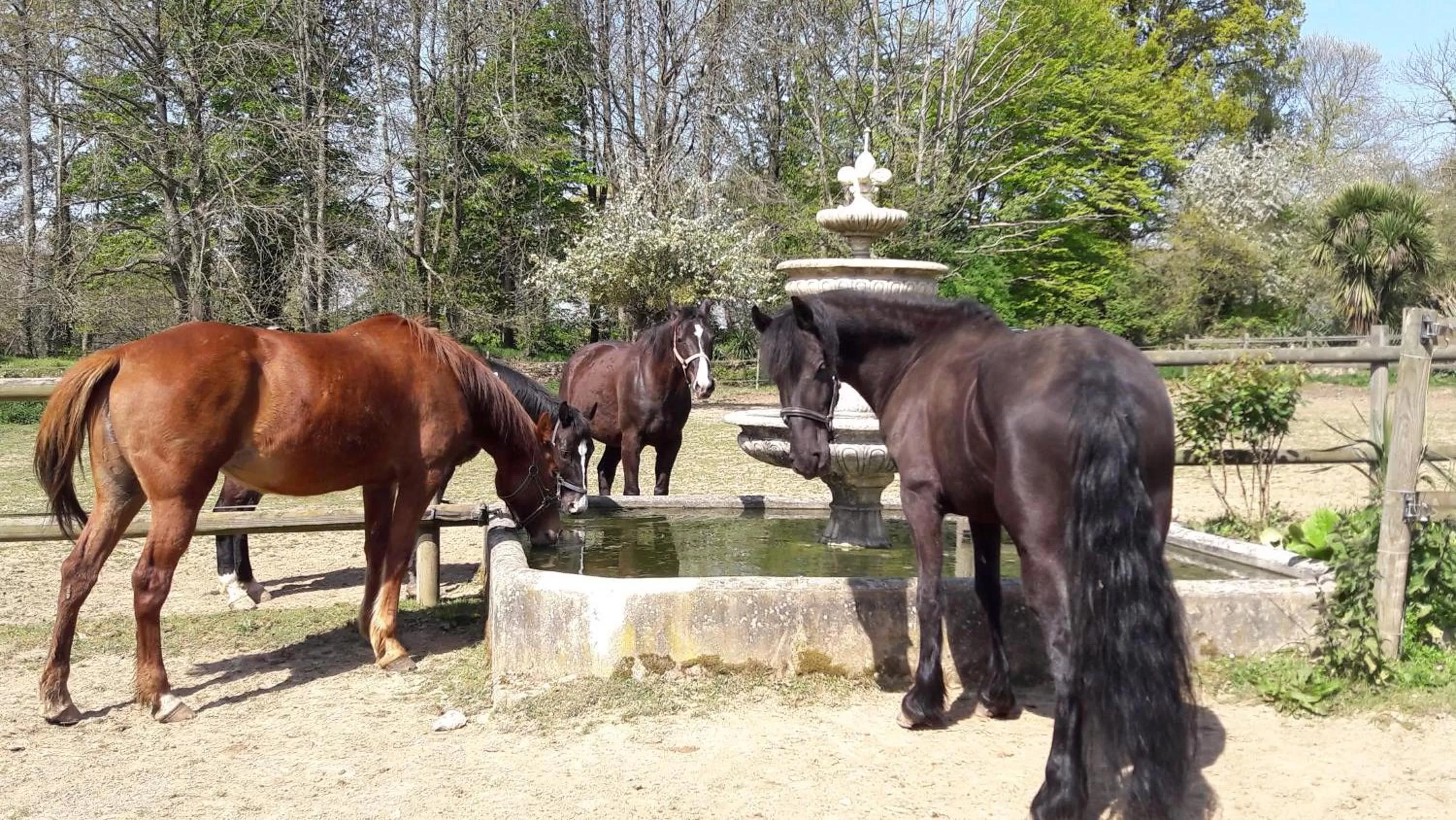 Pets in Manoir de la Peignie