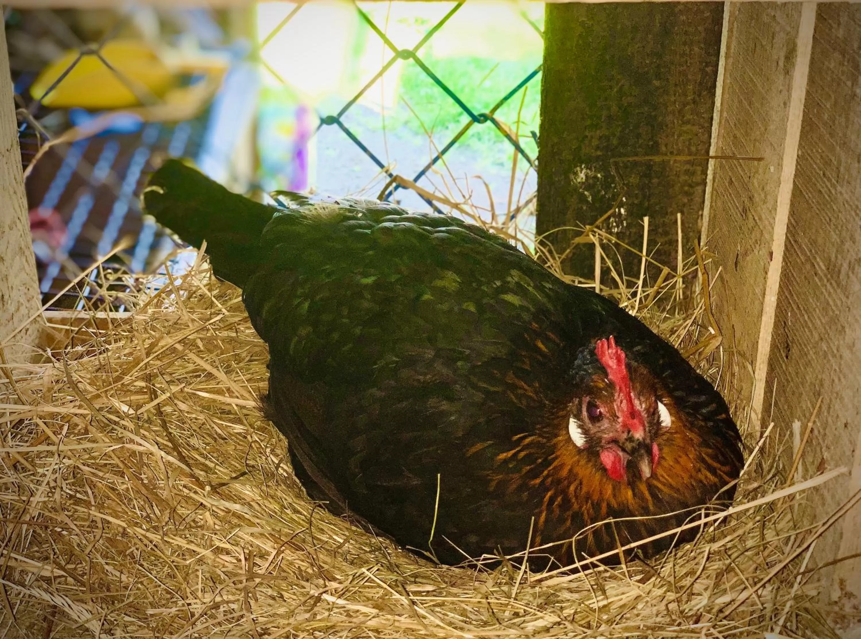 Animals in Ziołowa Dolina