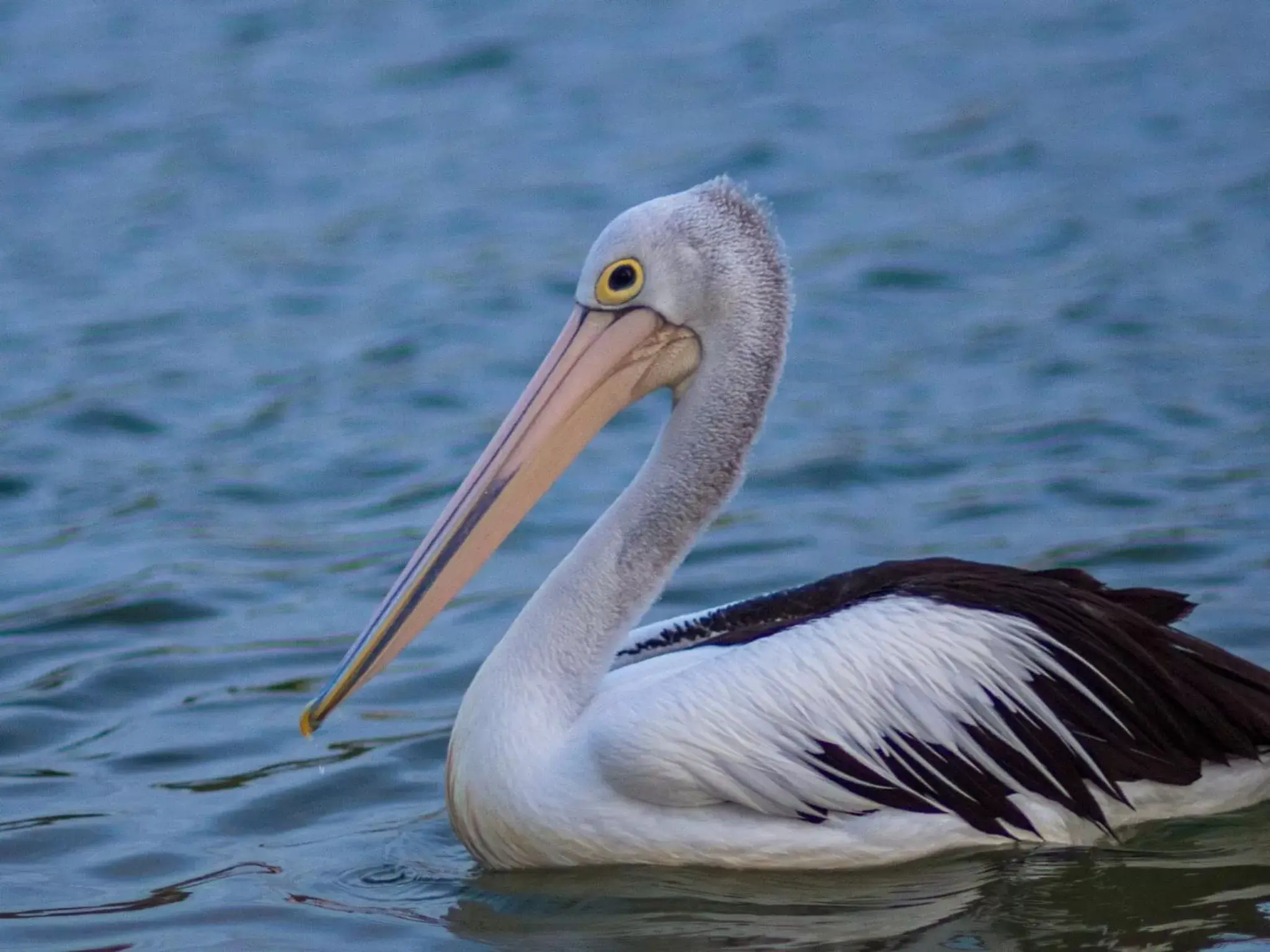 Animals, Other Animals in Bay of Palms