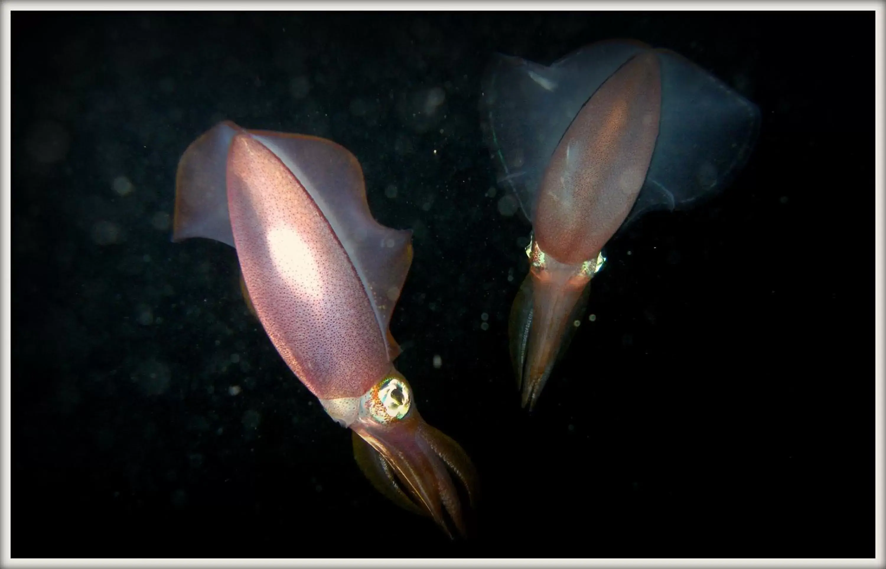 Snorkeling, Other Animals in Coral Sun Beach