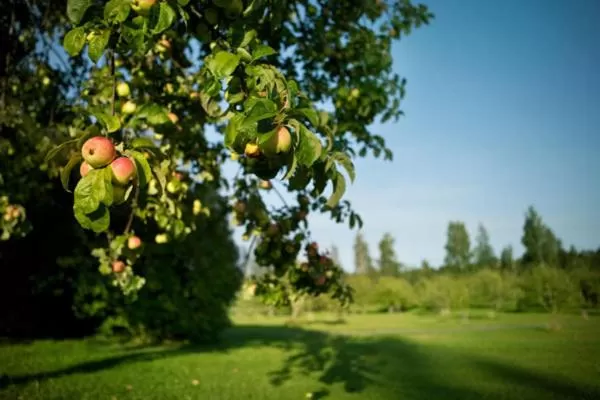 Natural landscape in Ahlströmin Ruukki Noormarkku