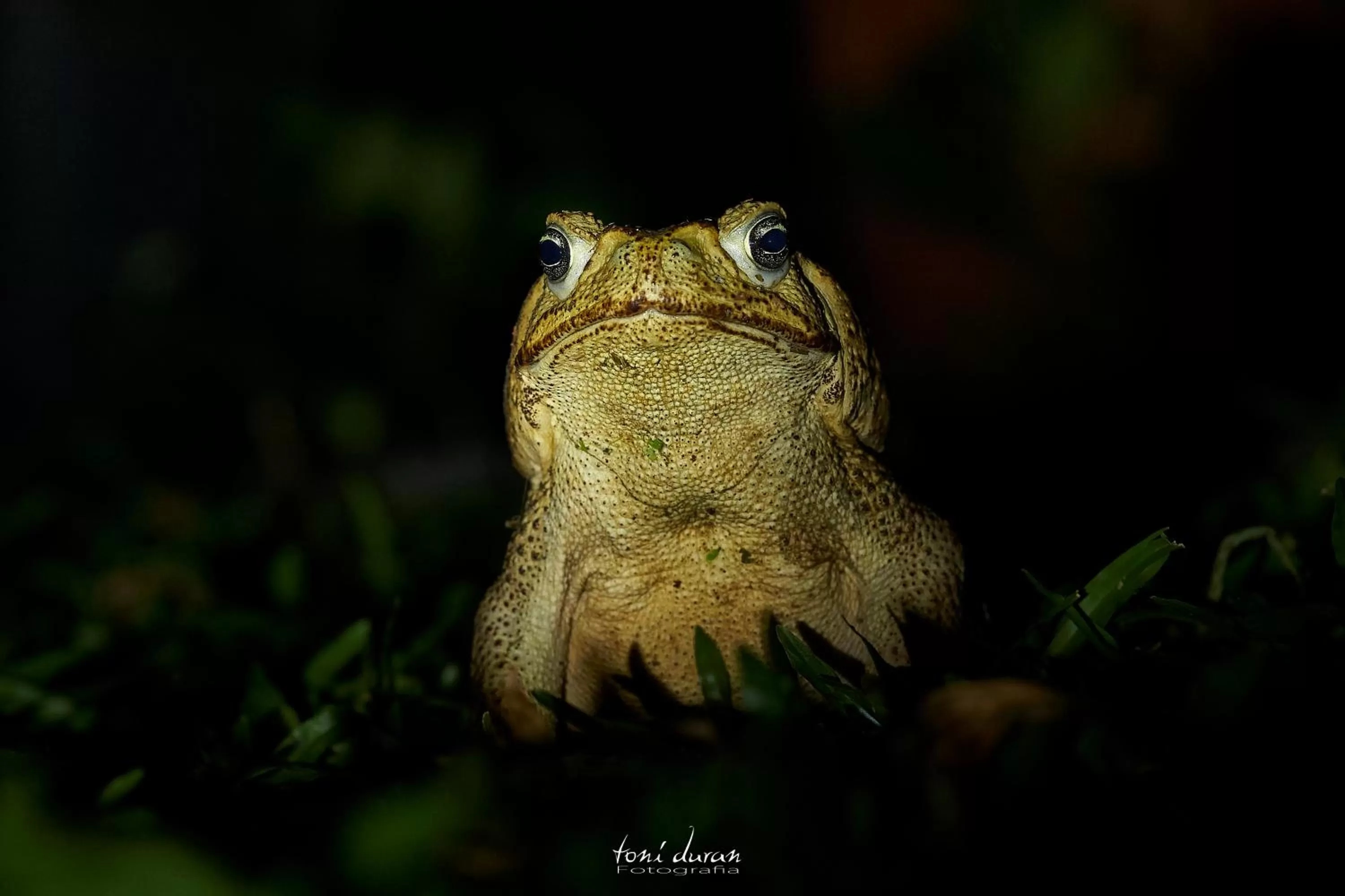 Birds & Breakfast Costa Rica