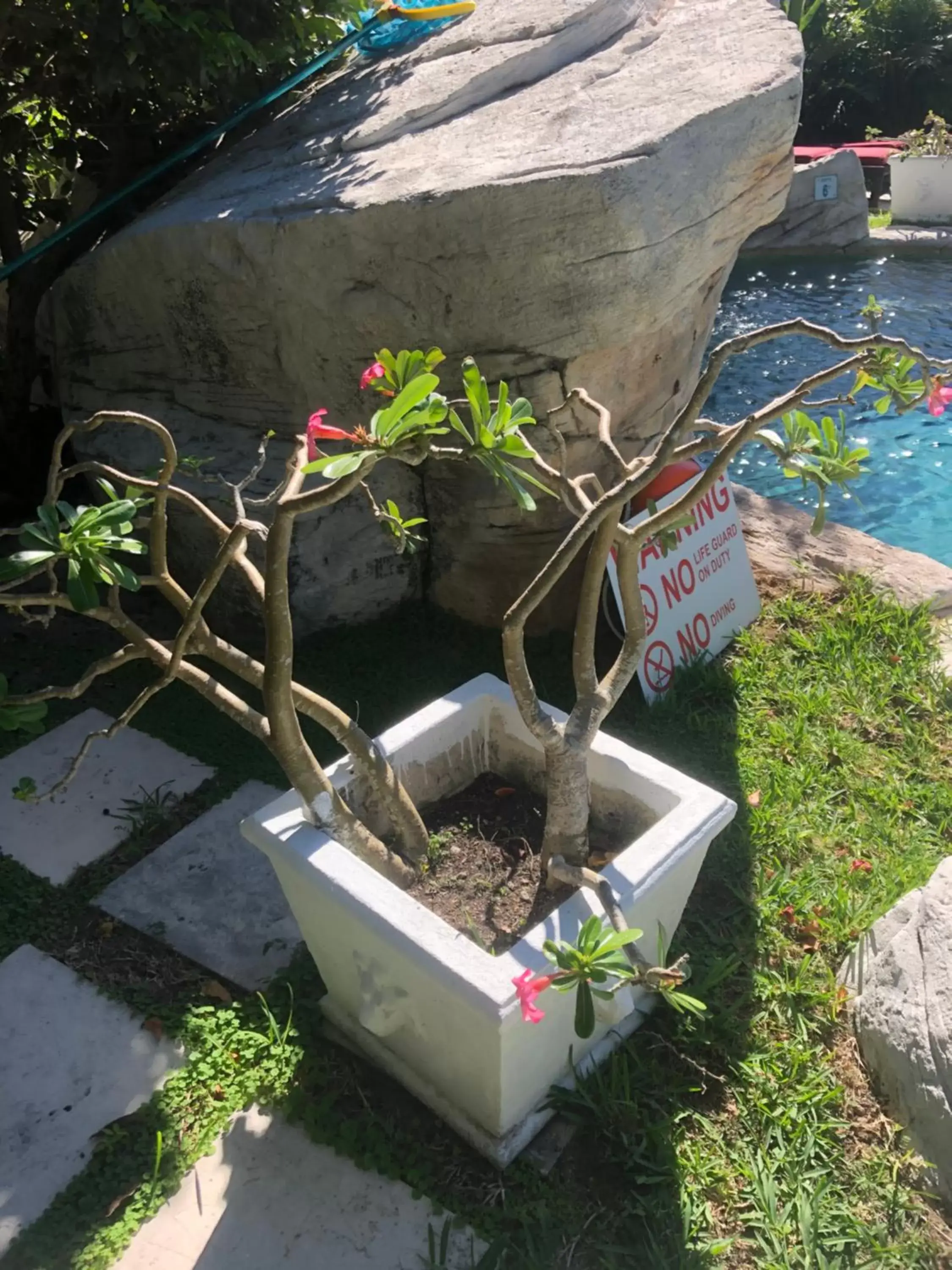 Pool view in A Stone's Throw Away