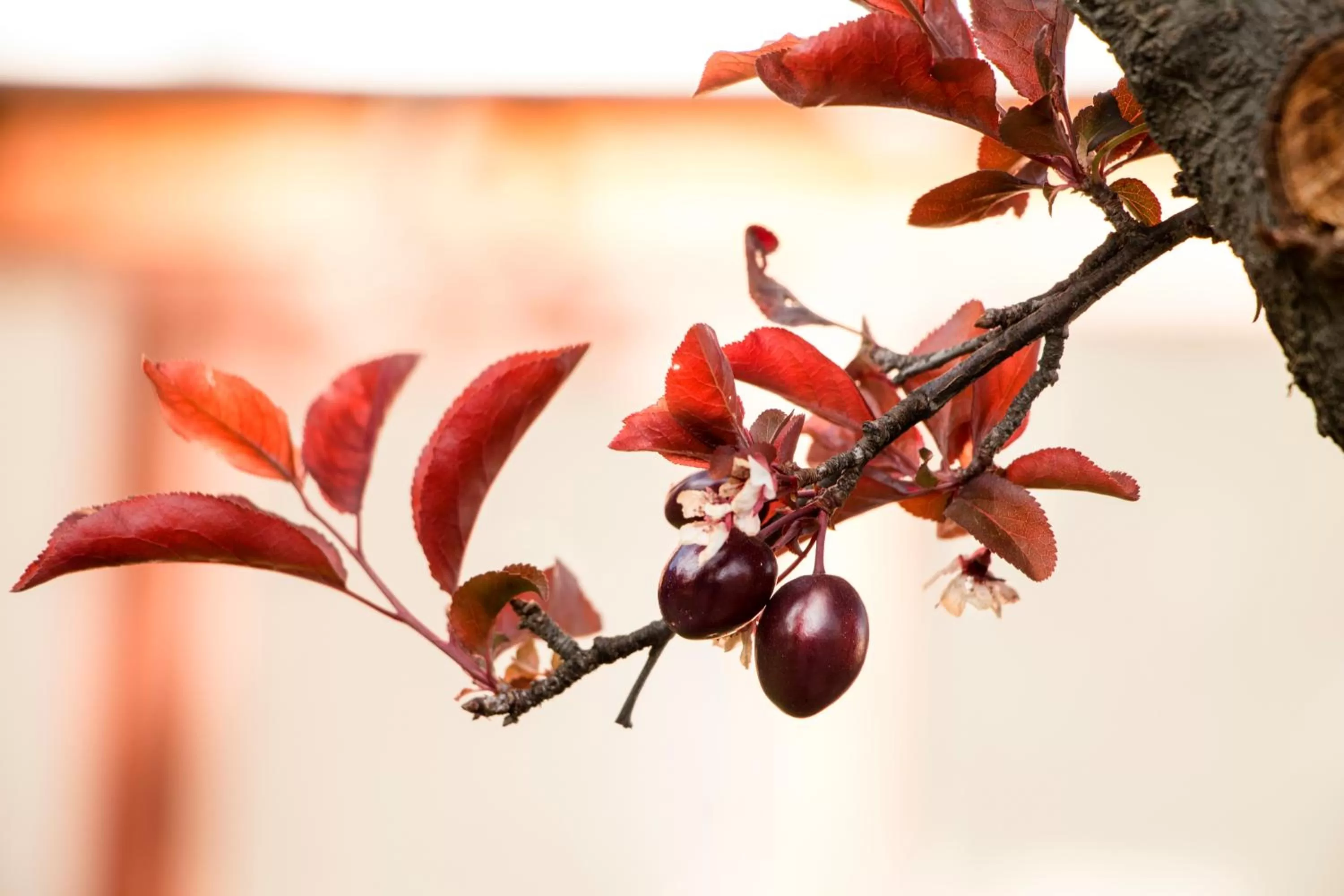 Garden in Qhini Hotel Boutique