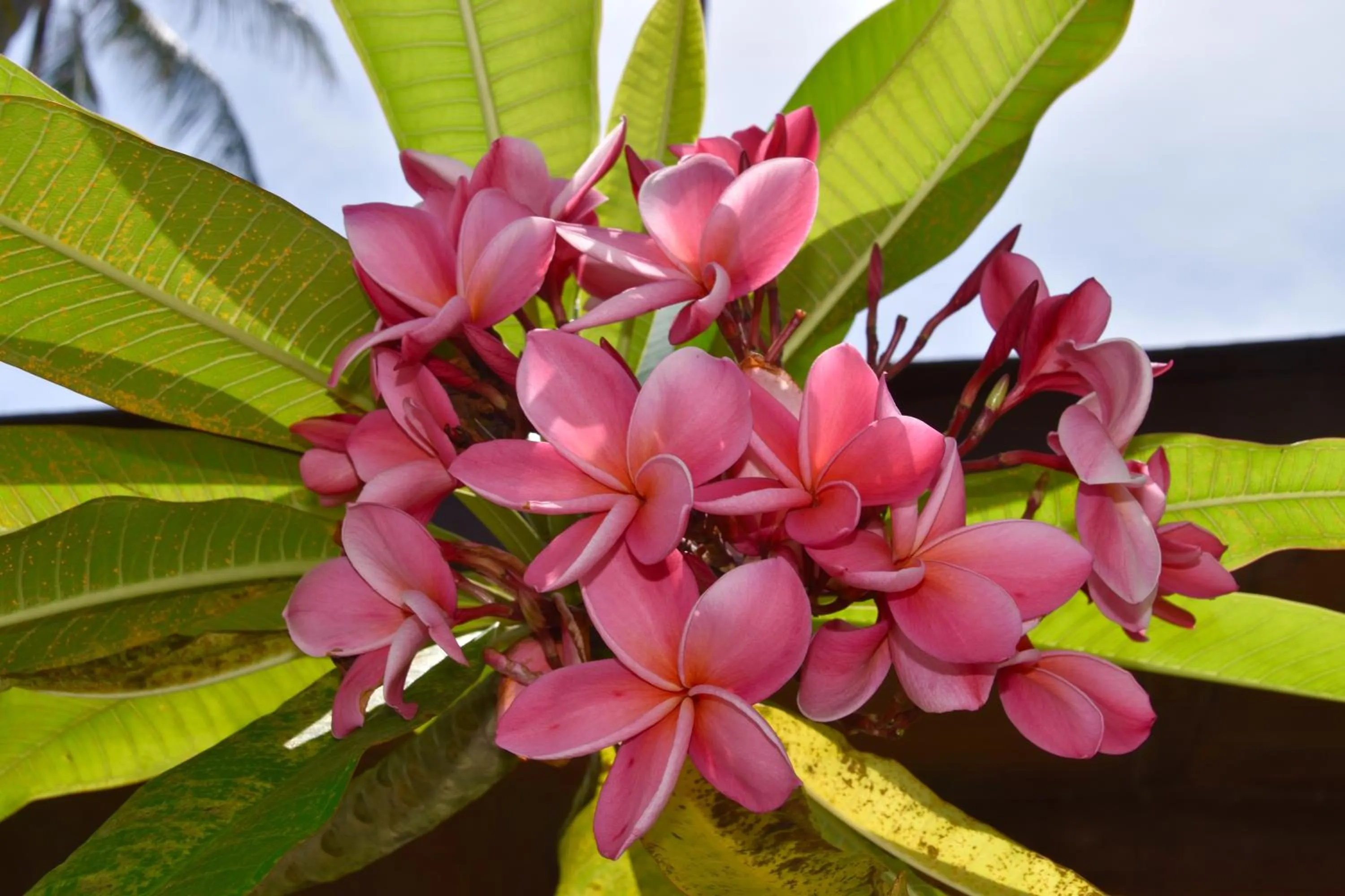 Garden in Magic Resort