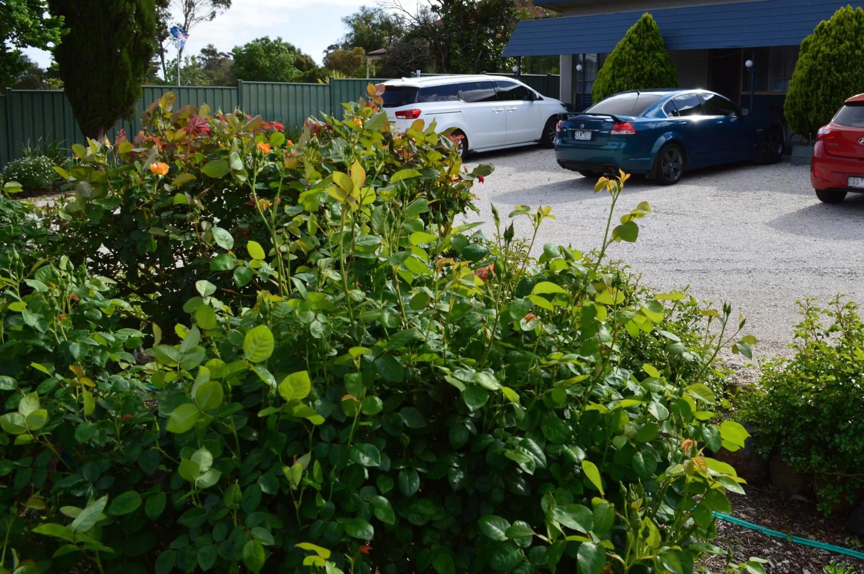 Garden in Wattle Grove Motel Maryborough